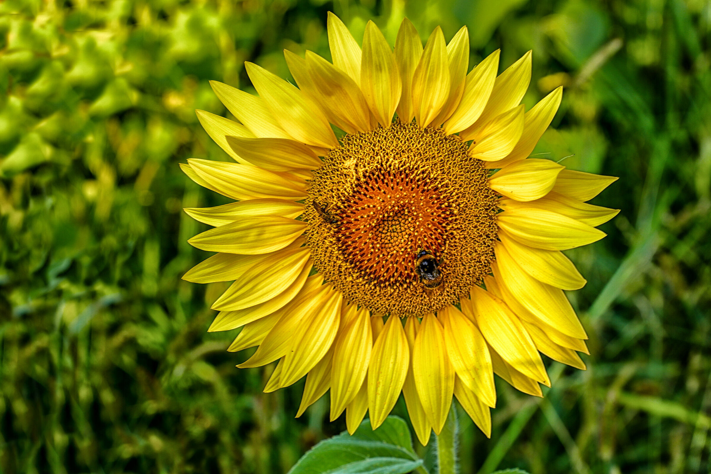 Io, lui e Fratello Bombo