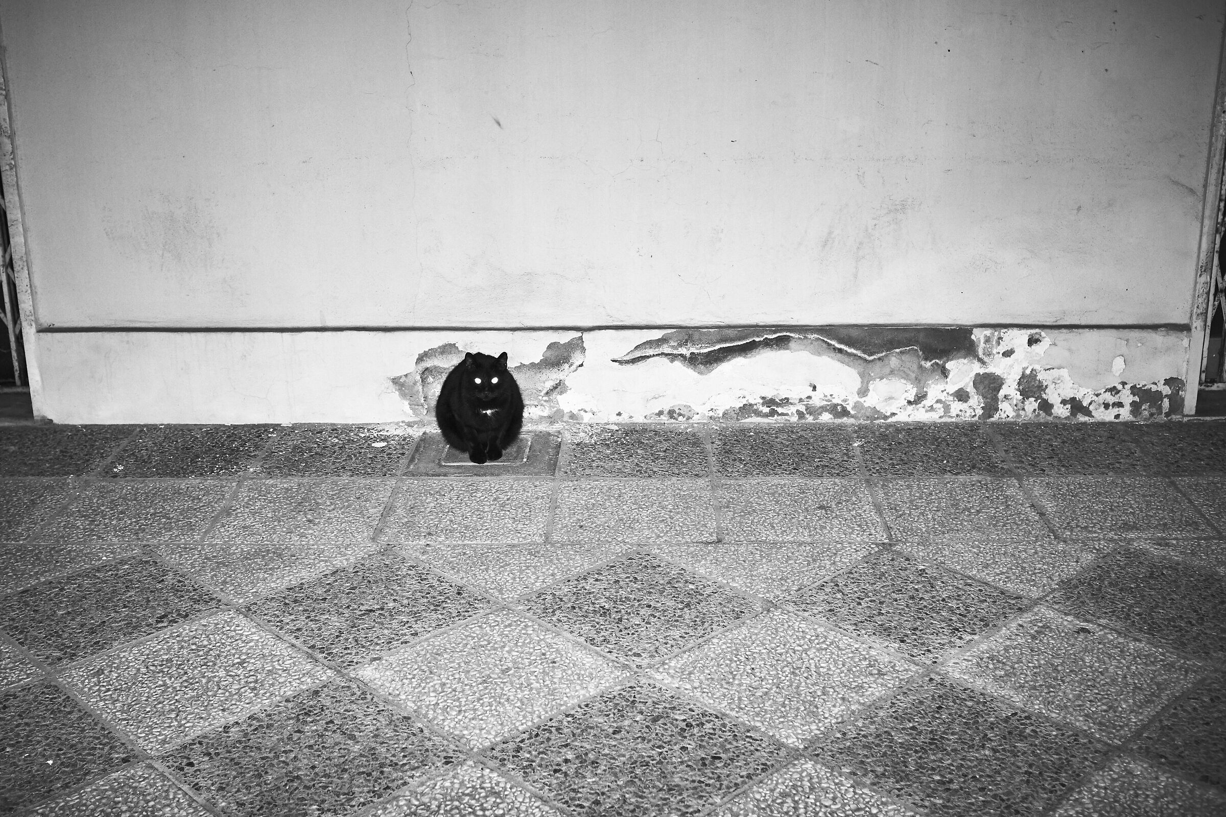 cat1