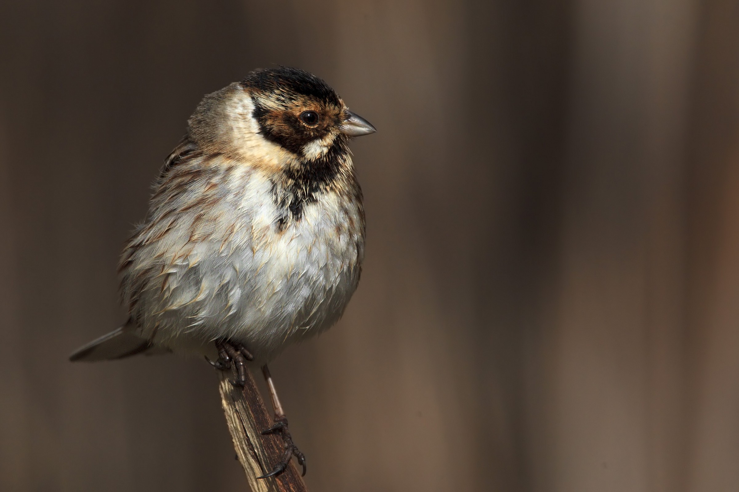 Bunting, after a bath!
