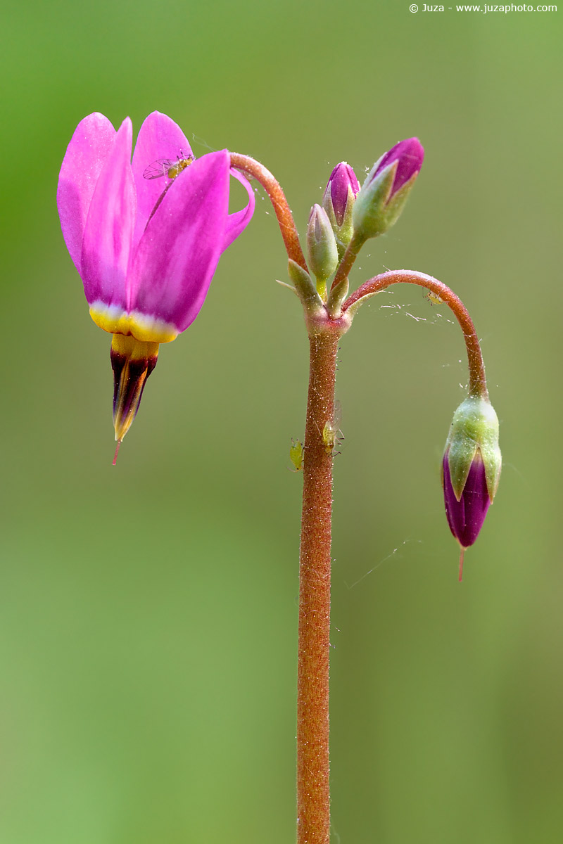 Dodecatheon integrifolia, 001336