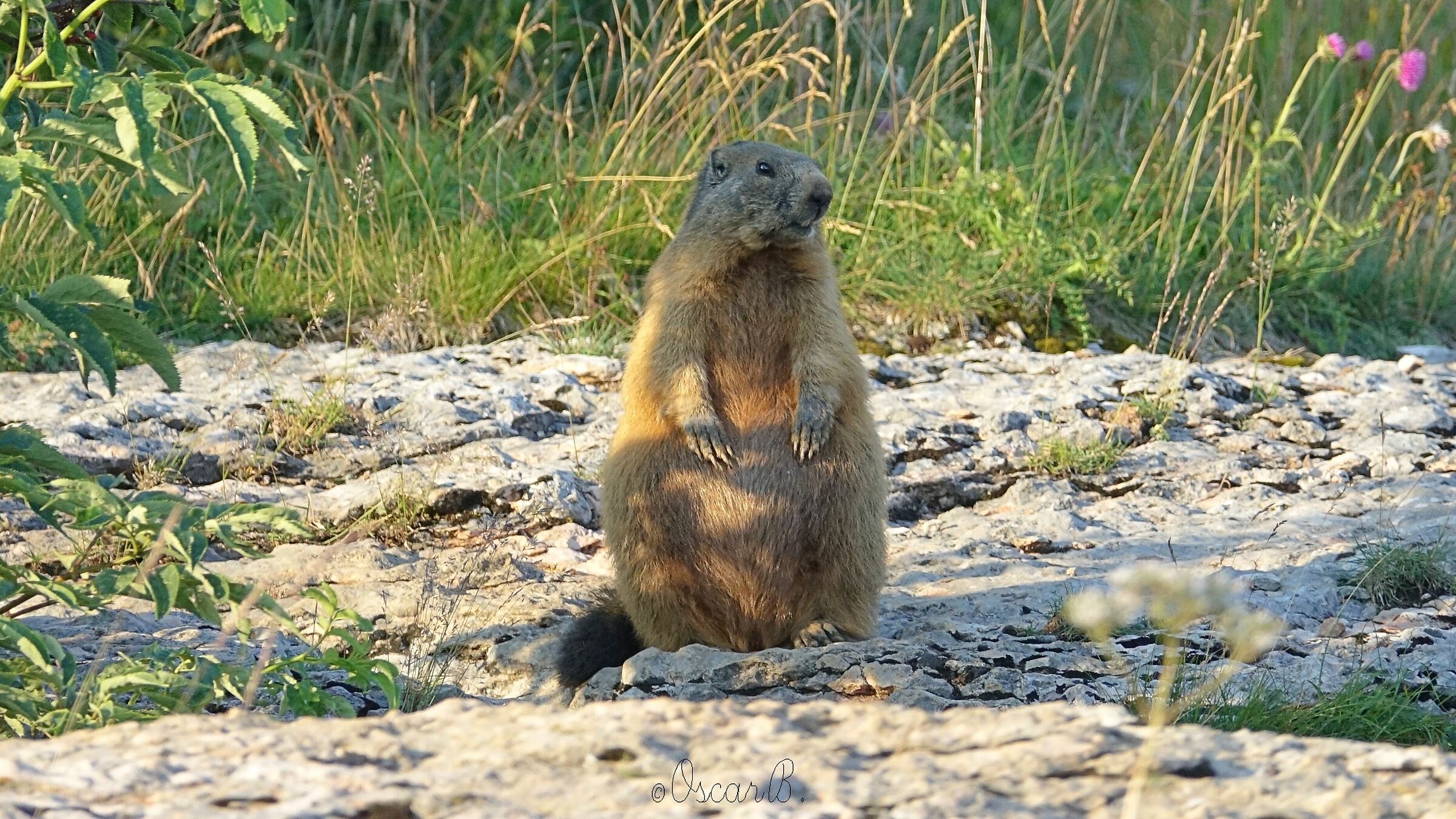 Marmot 27 July 20 (1)