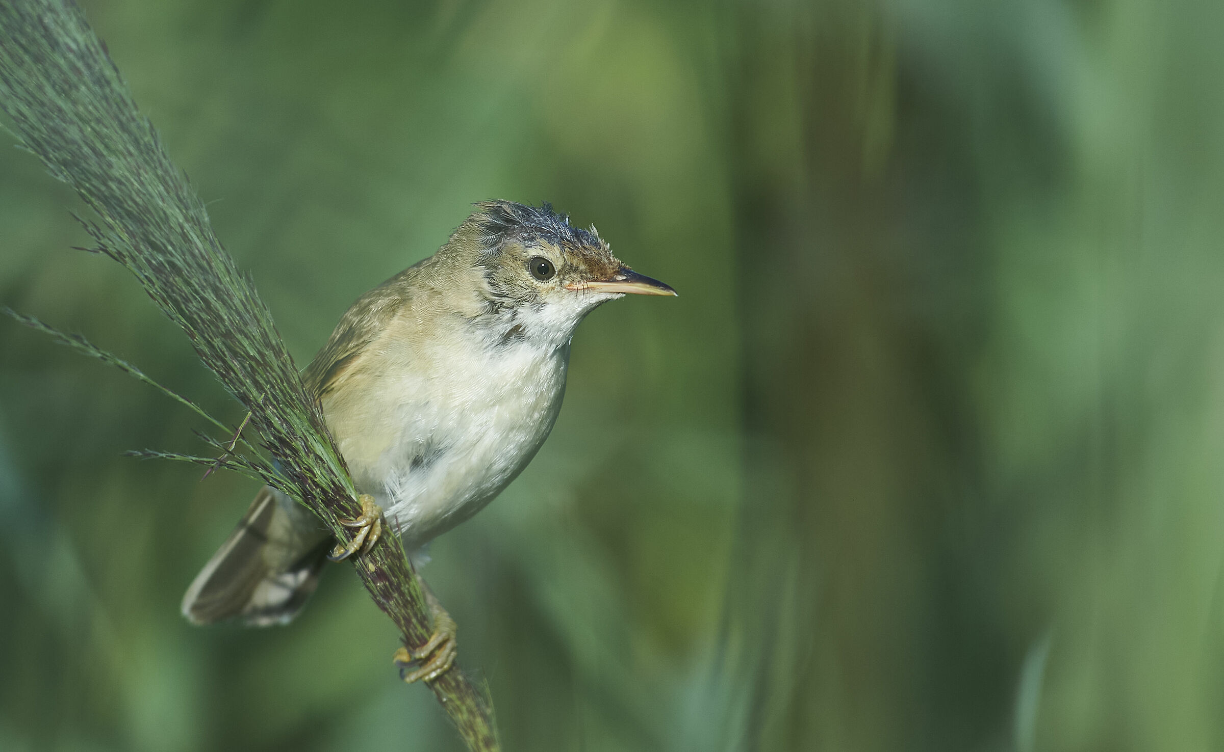 Reed Warbler, moulting