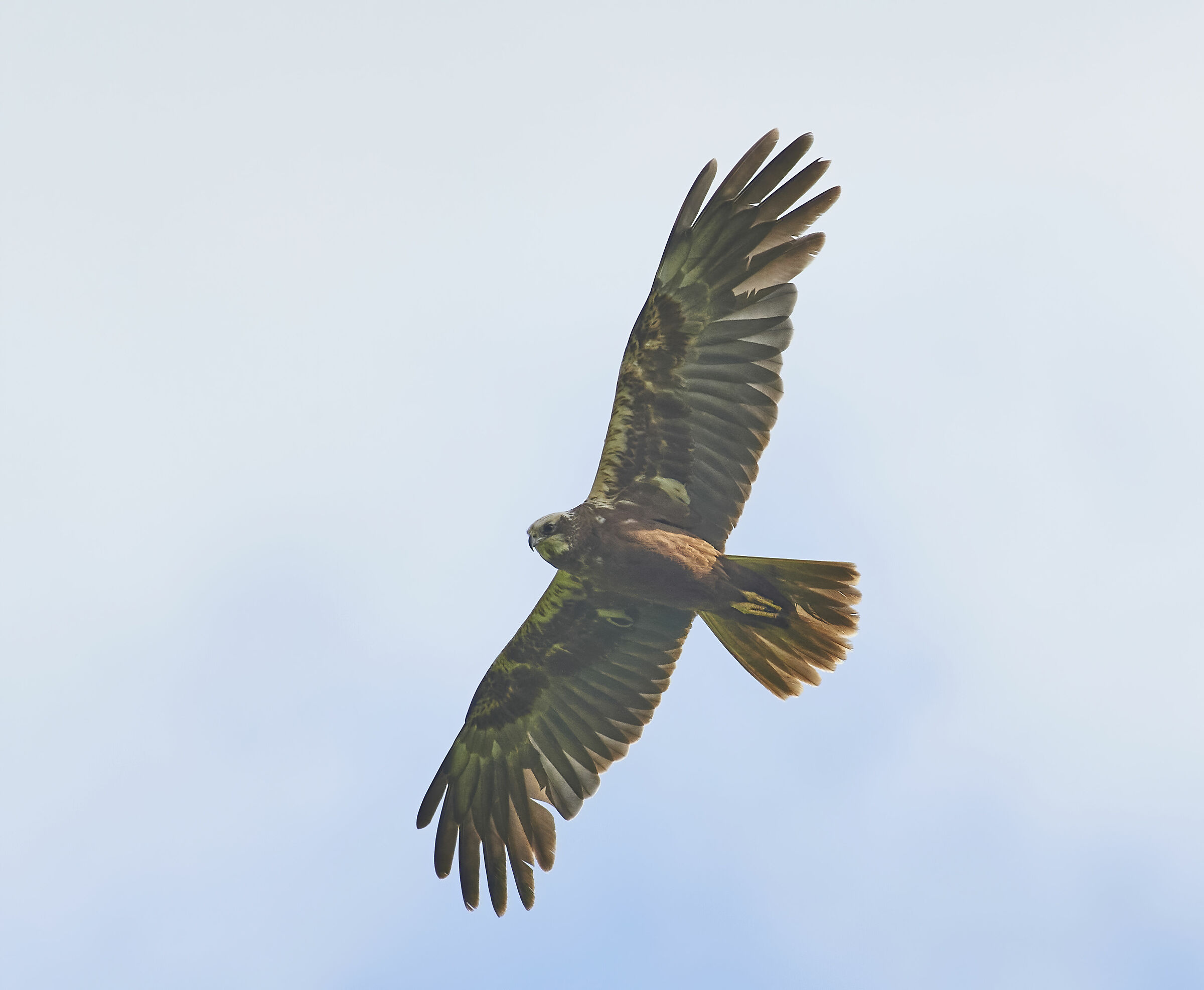 Marsh Harrier