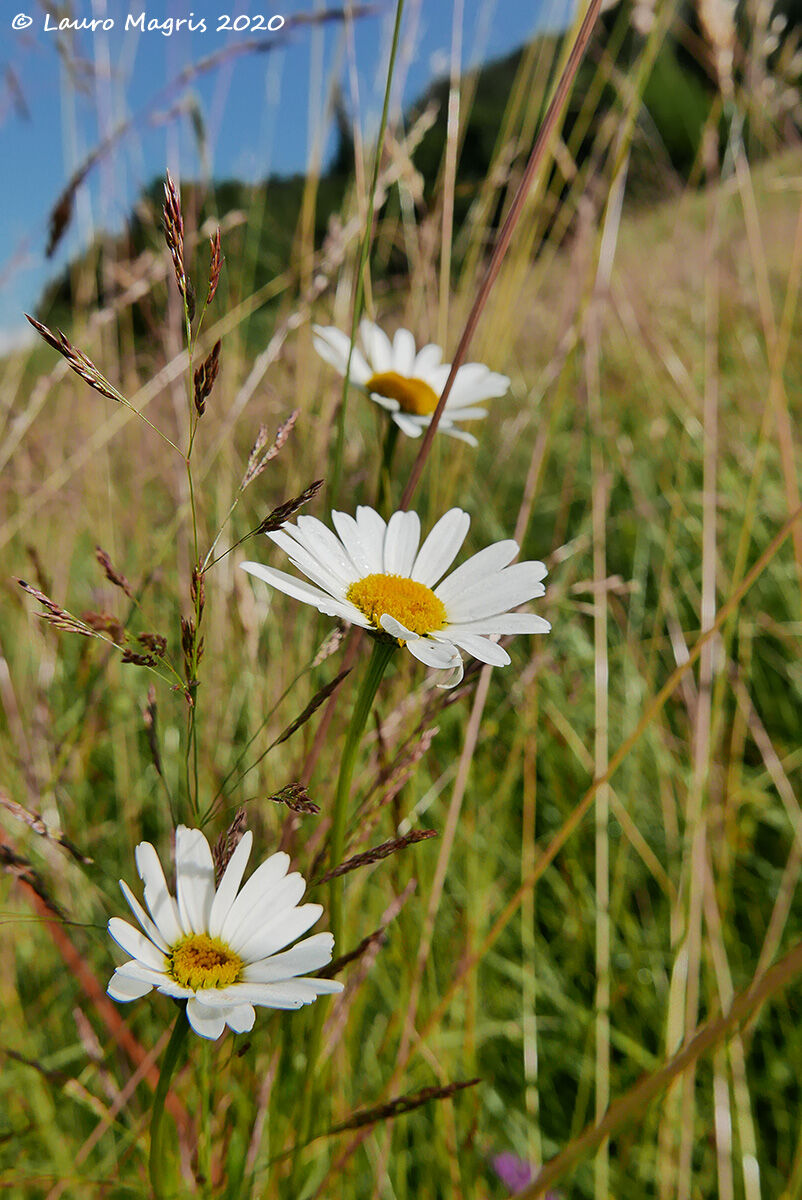 Three daisies