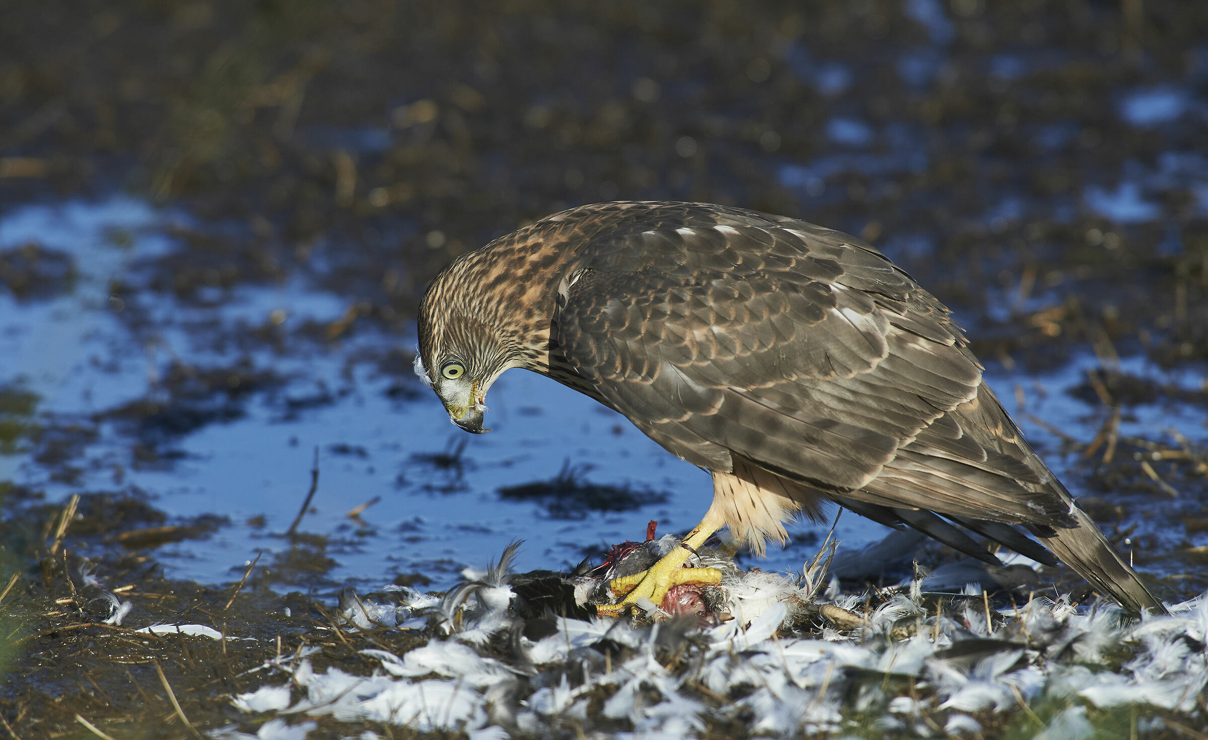 Goshawk with prey