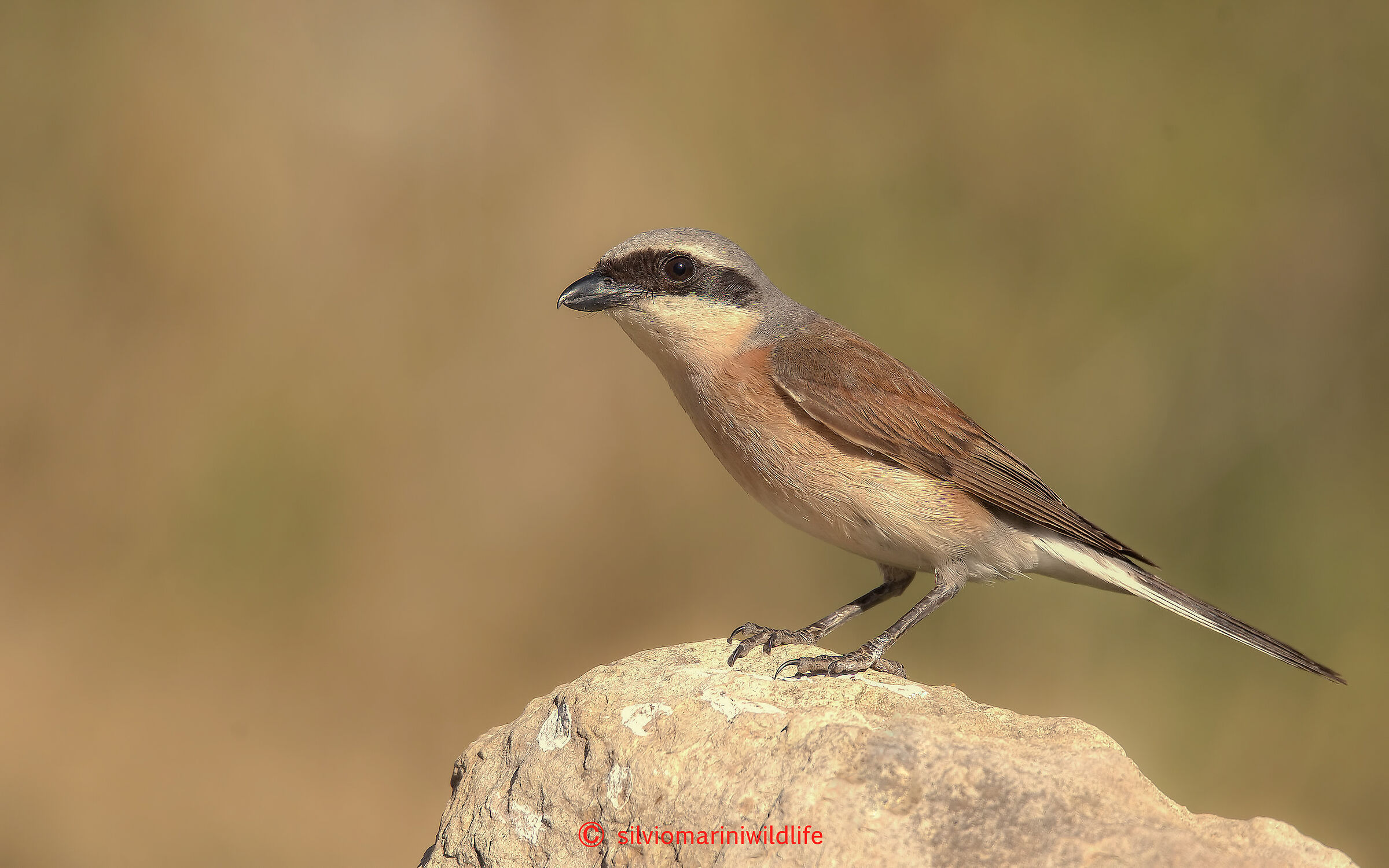 Averla piccola (Lanius collurio)