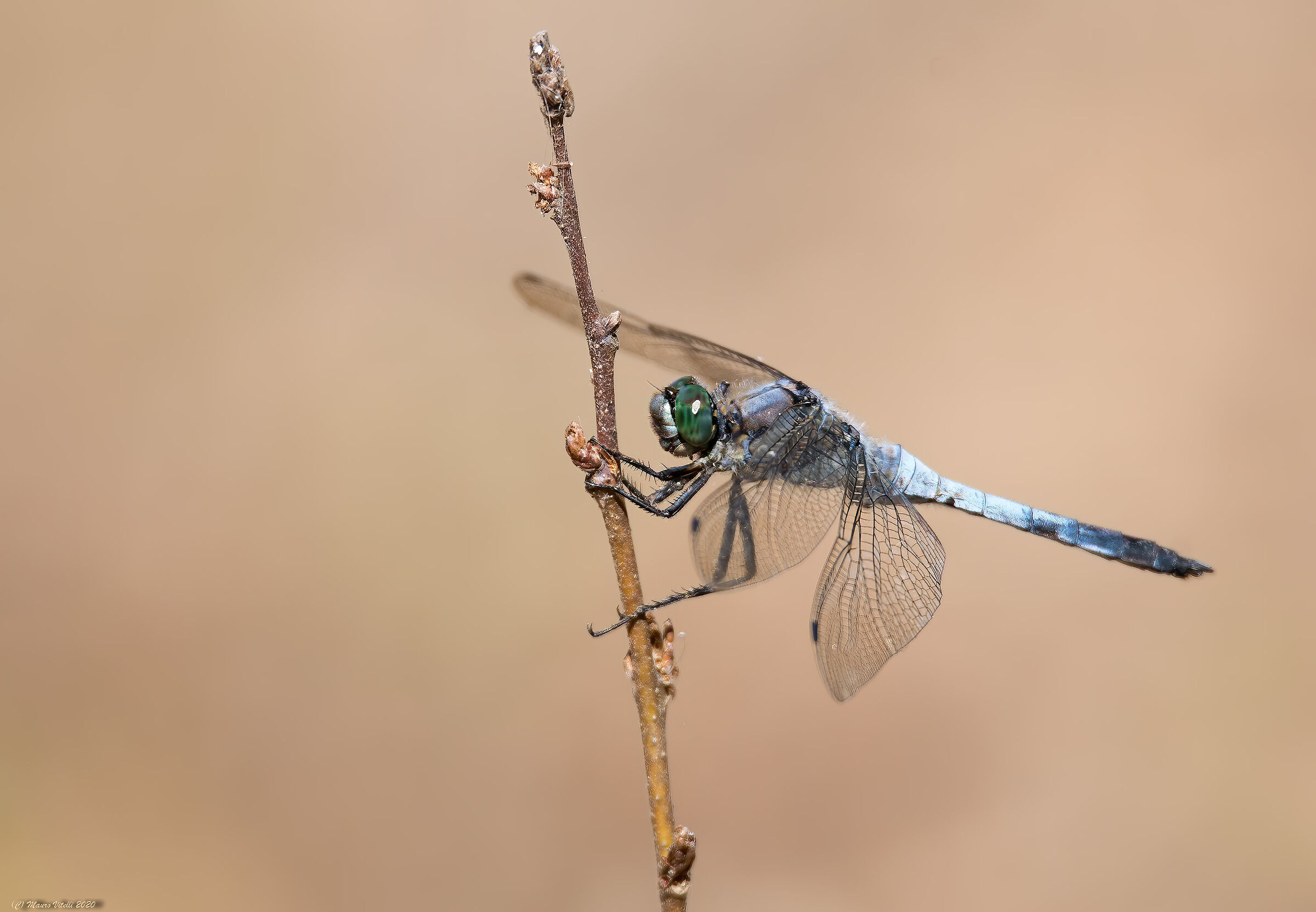 Dragonfly