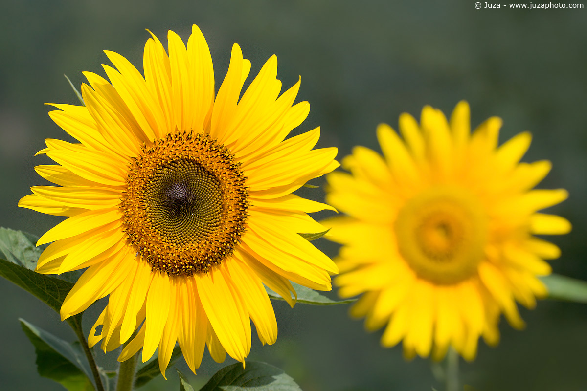 Helianthus annuus, 001751