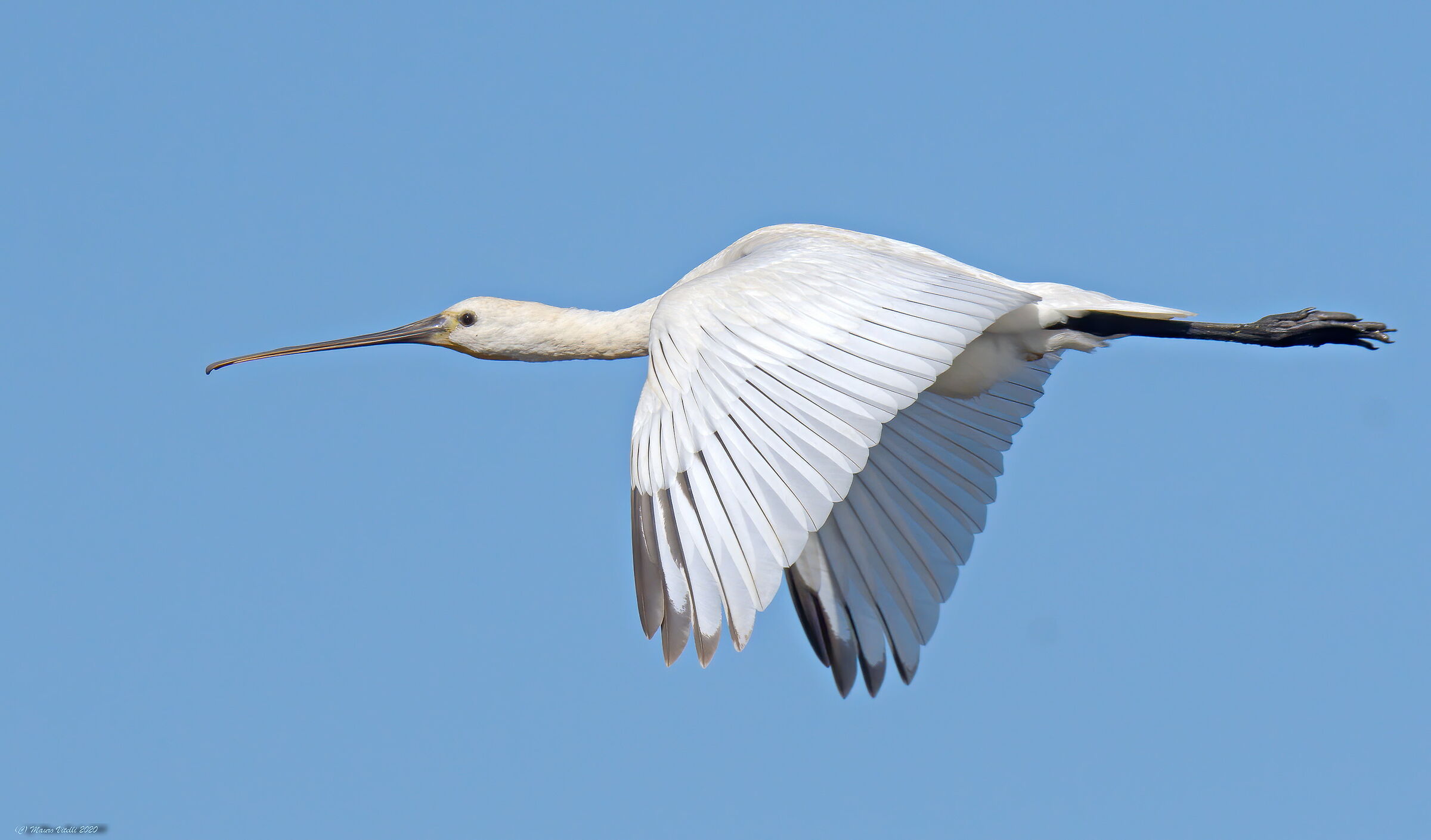Spatola (Platalea leucorodia)
