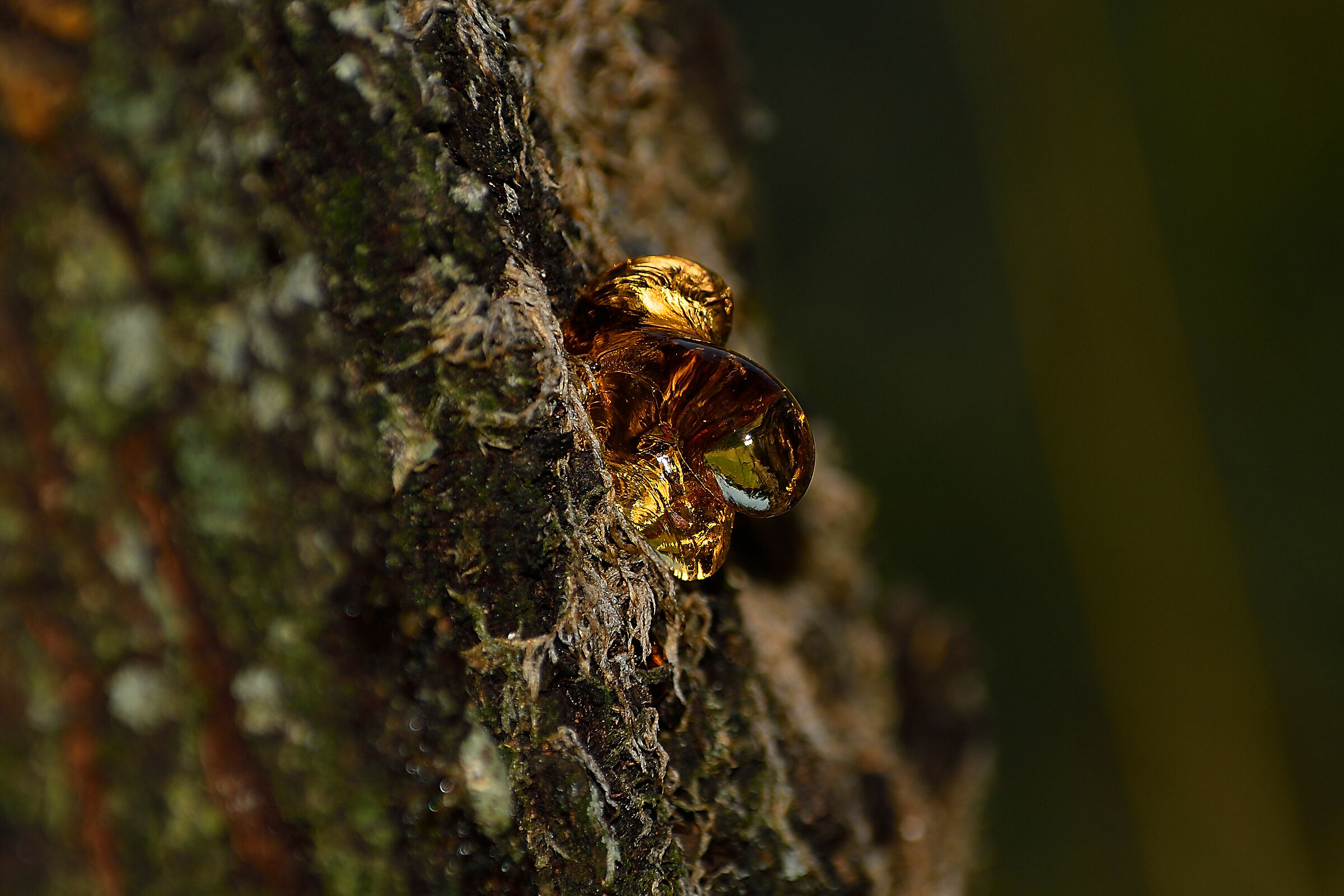 Anche gli alberi piangono
