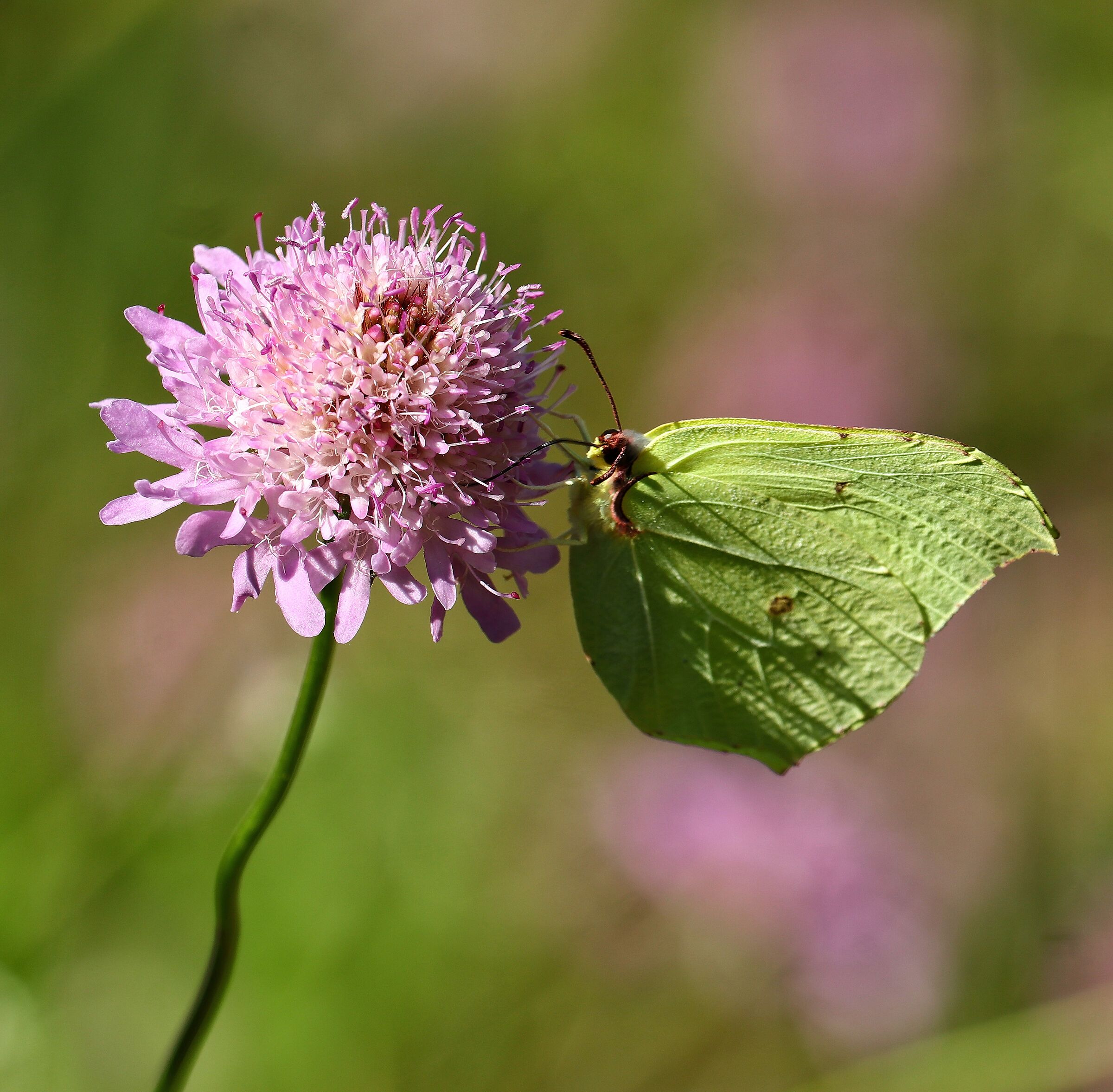 Cedar (Gonepteryx rhamni)