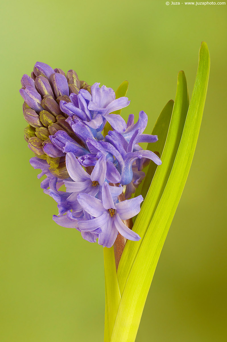 Hyacinthus orientalis, 000890