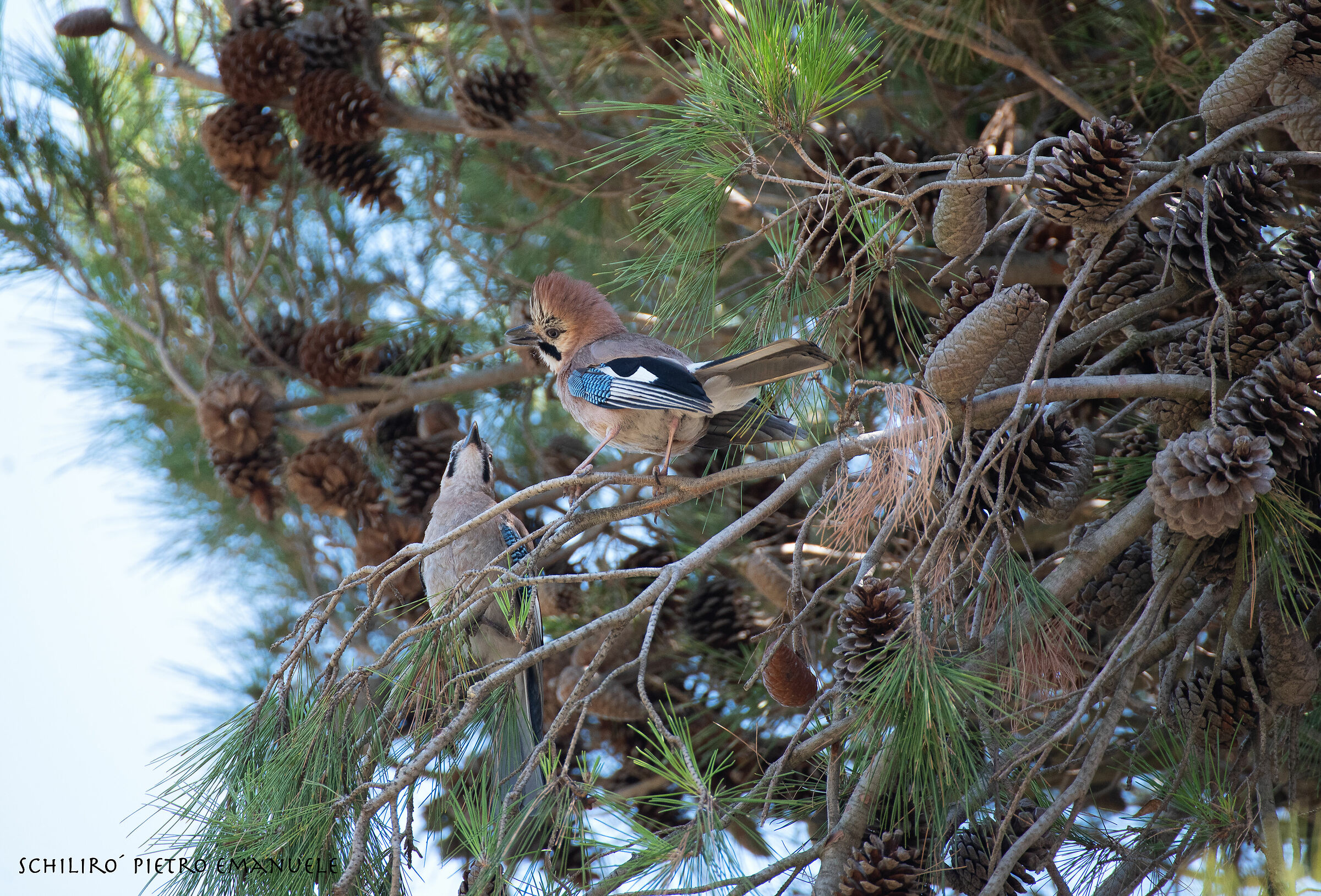 Love lifts your tuft... Elvis and his Companion