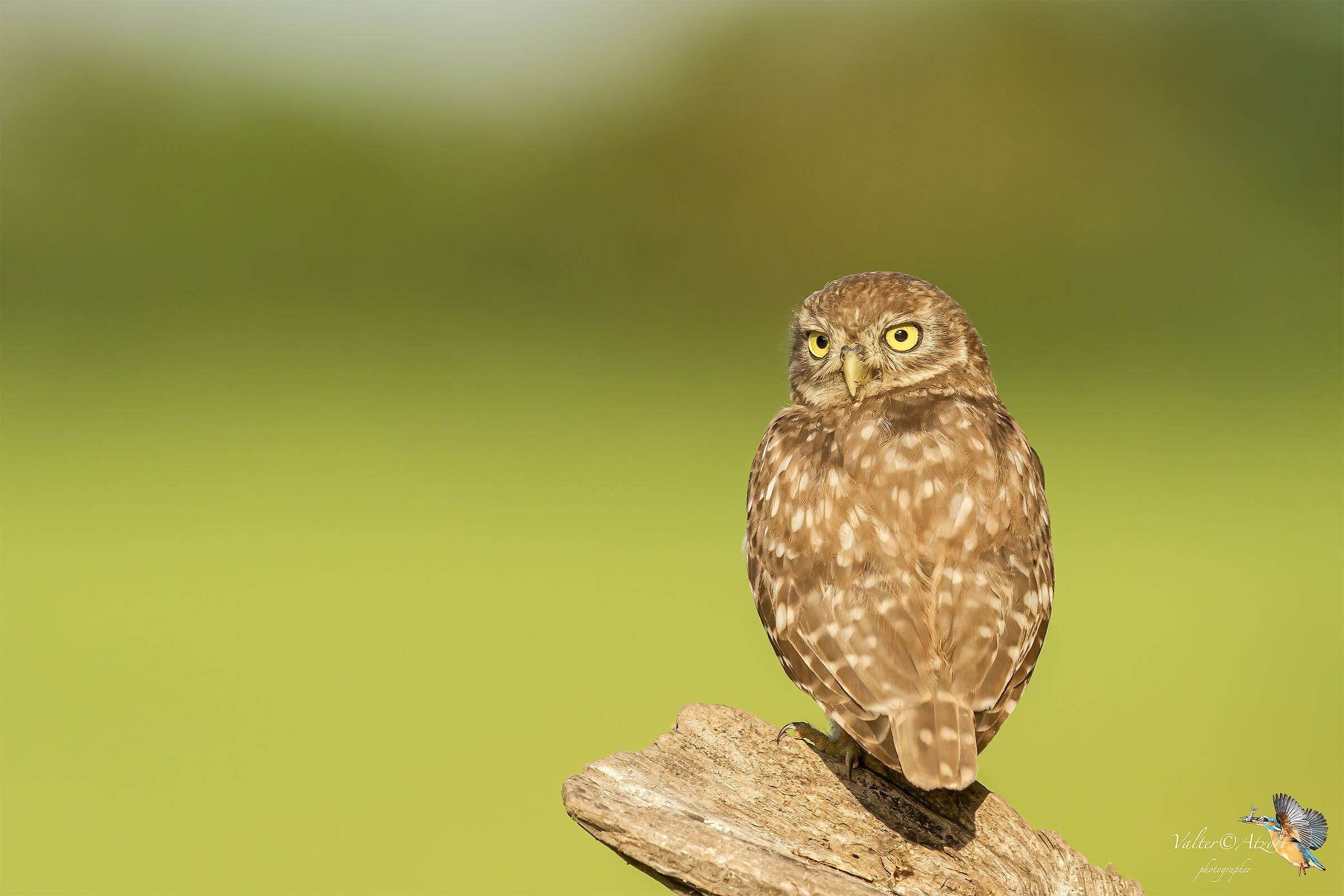 Ti ho visto, fotografo!