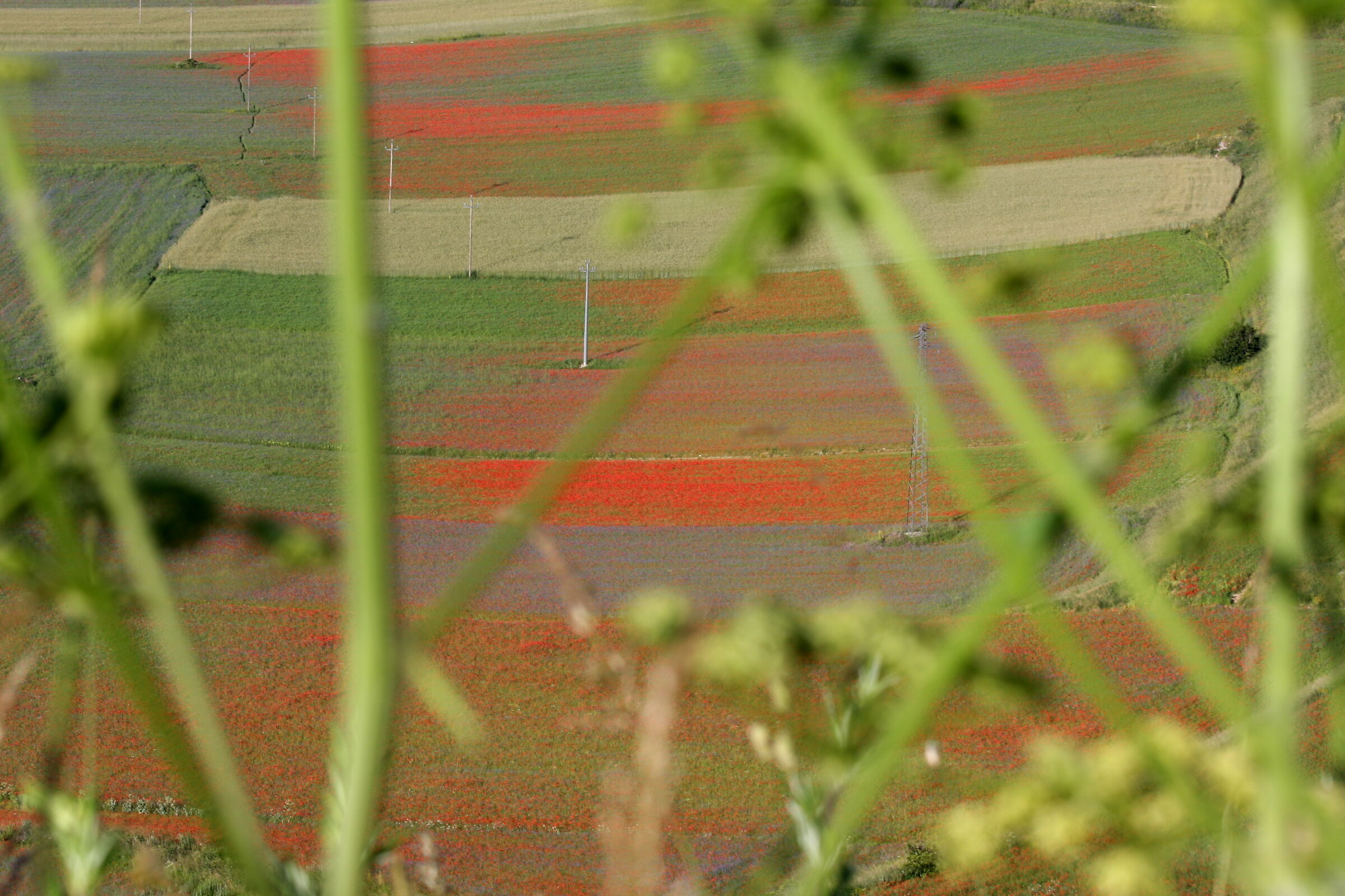 7217-Cstelluccio di Norcia