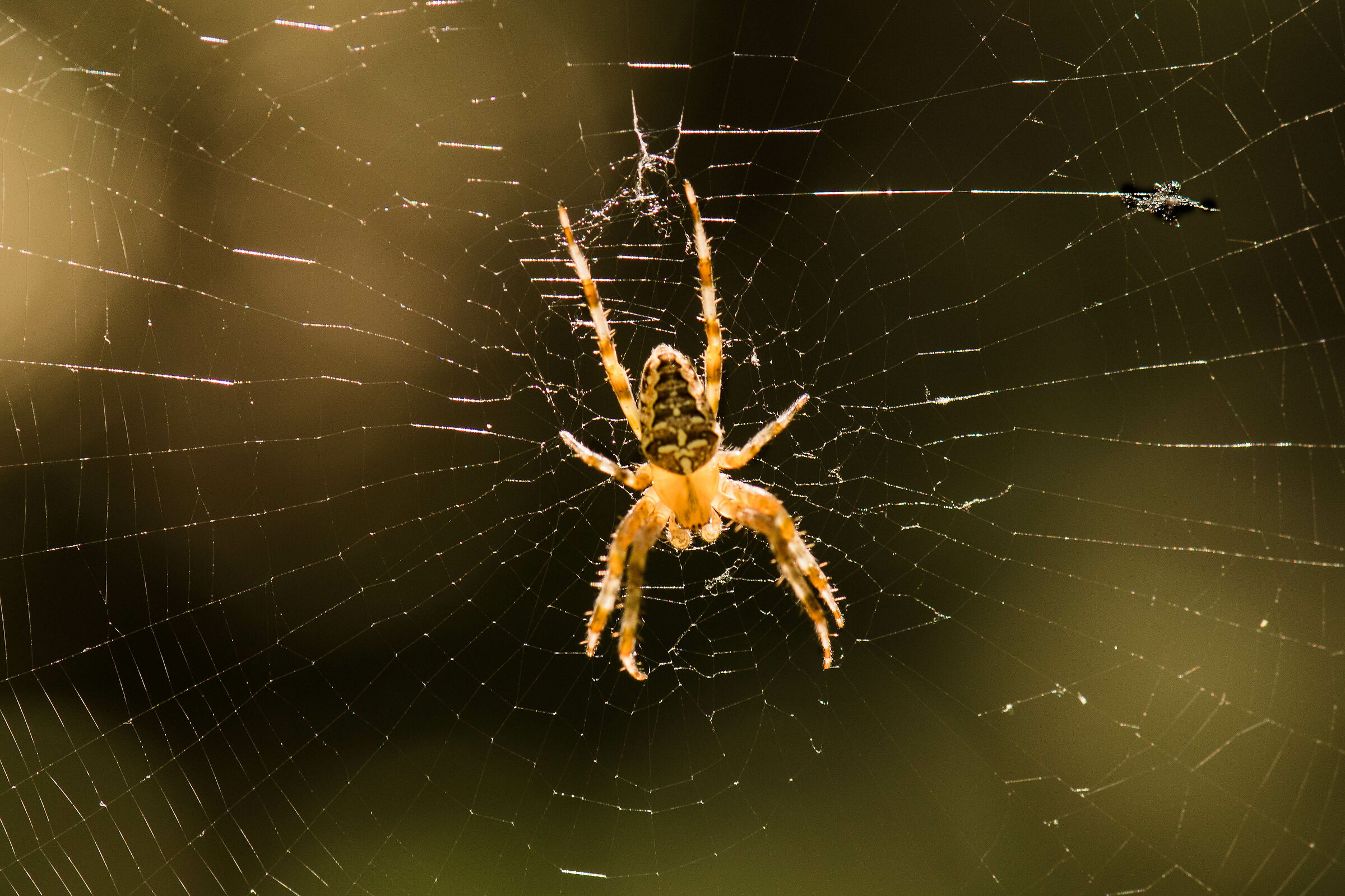 Non si cava un ragno dal buco ...