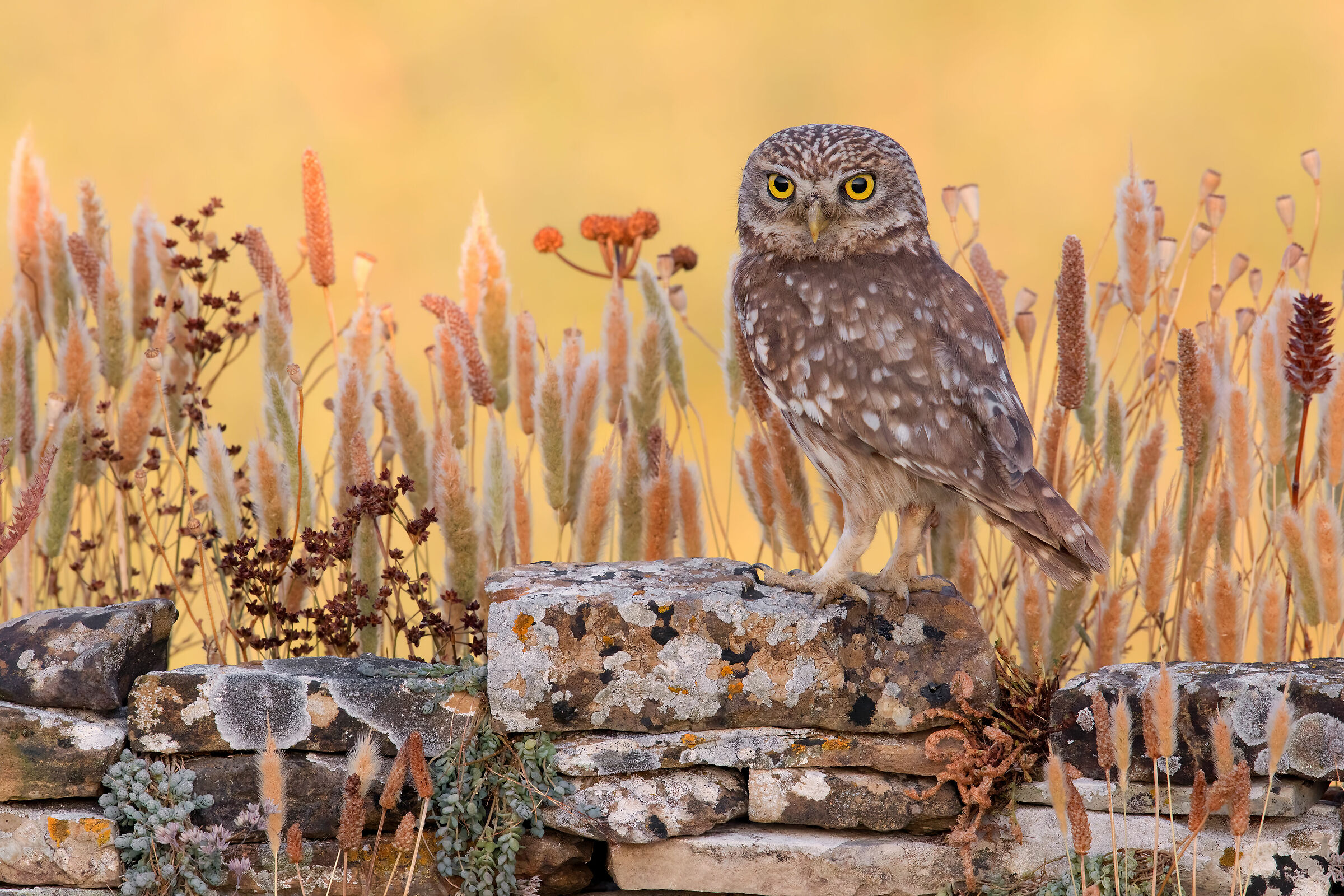 Il ragazzo del muretto (Civetta)