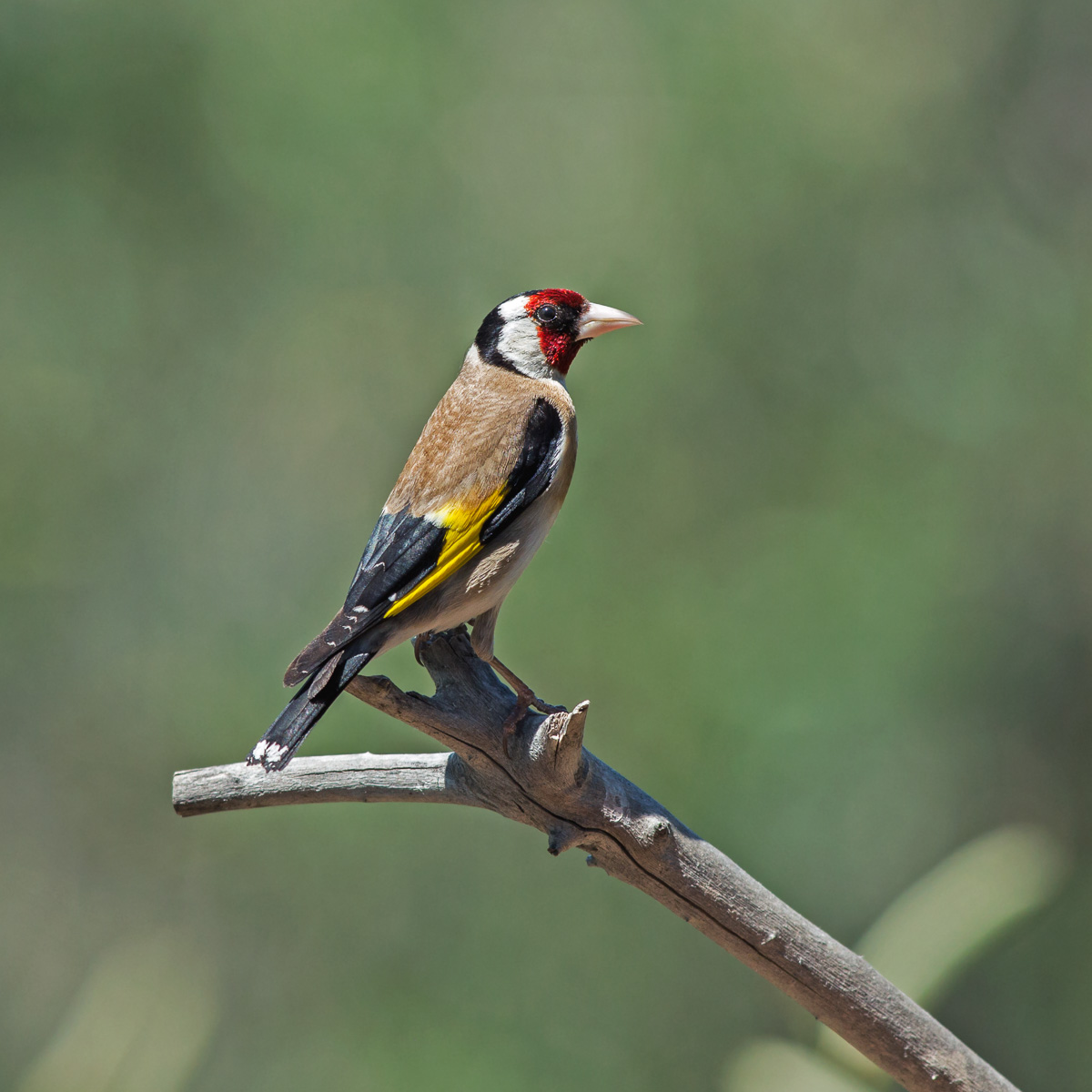 Cardellino - Carduelis carduelis