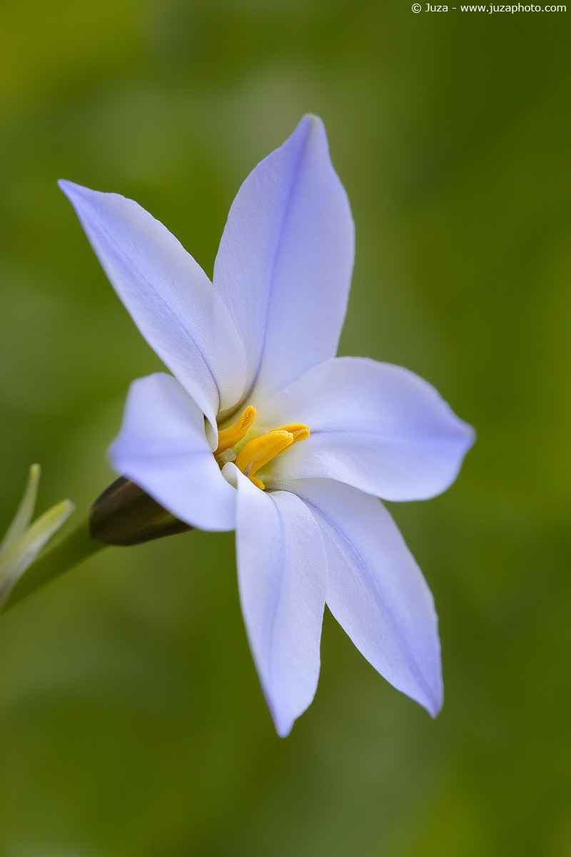 Ipheion uniflorum, 001056