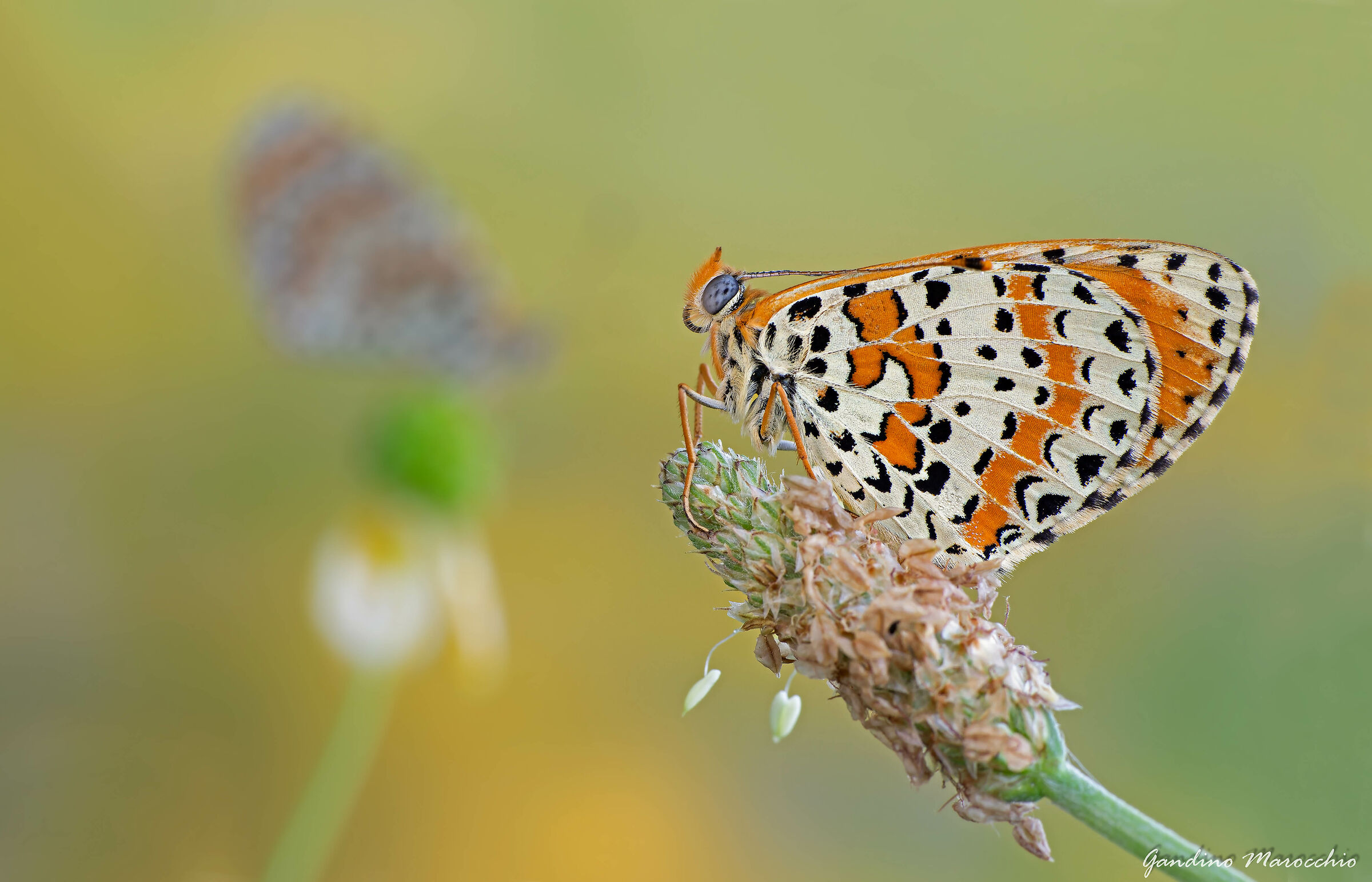 Melitaea&melitaea
