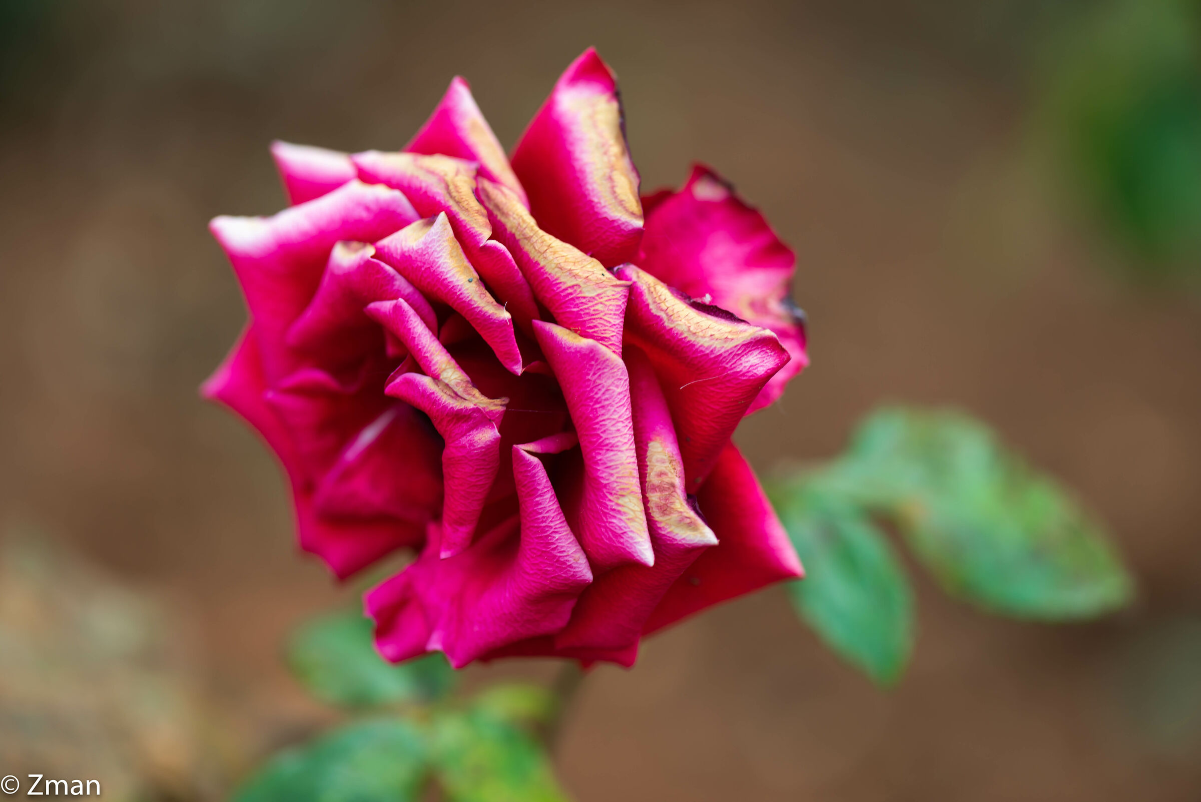 Solo rose