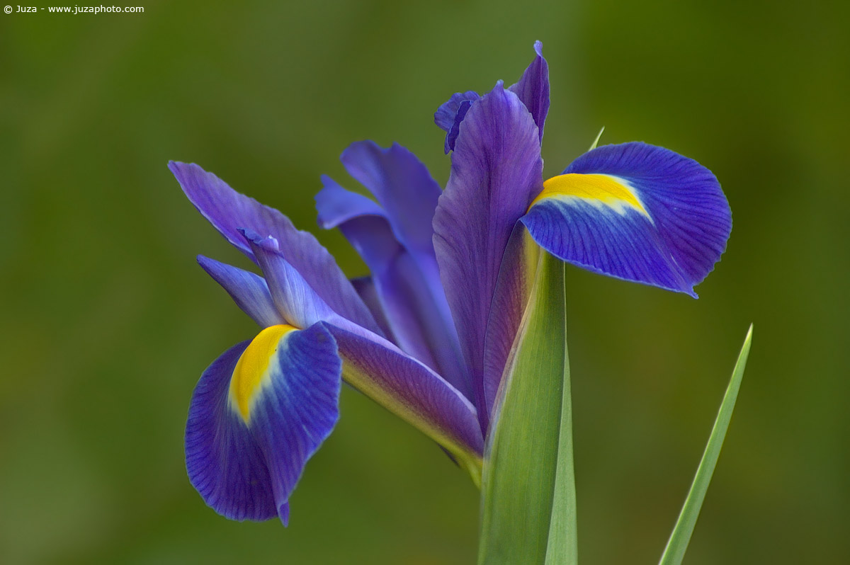 Iris reticulata, 000085