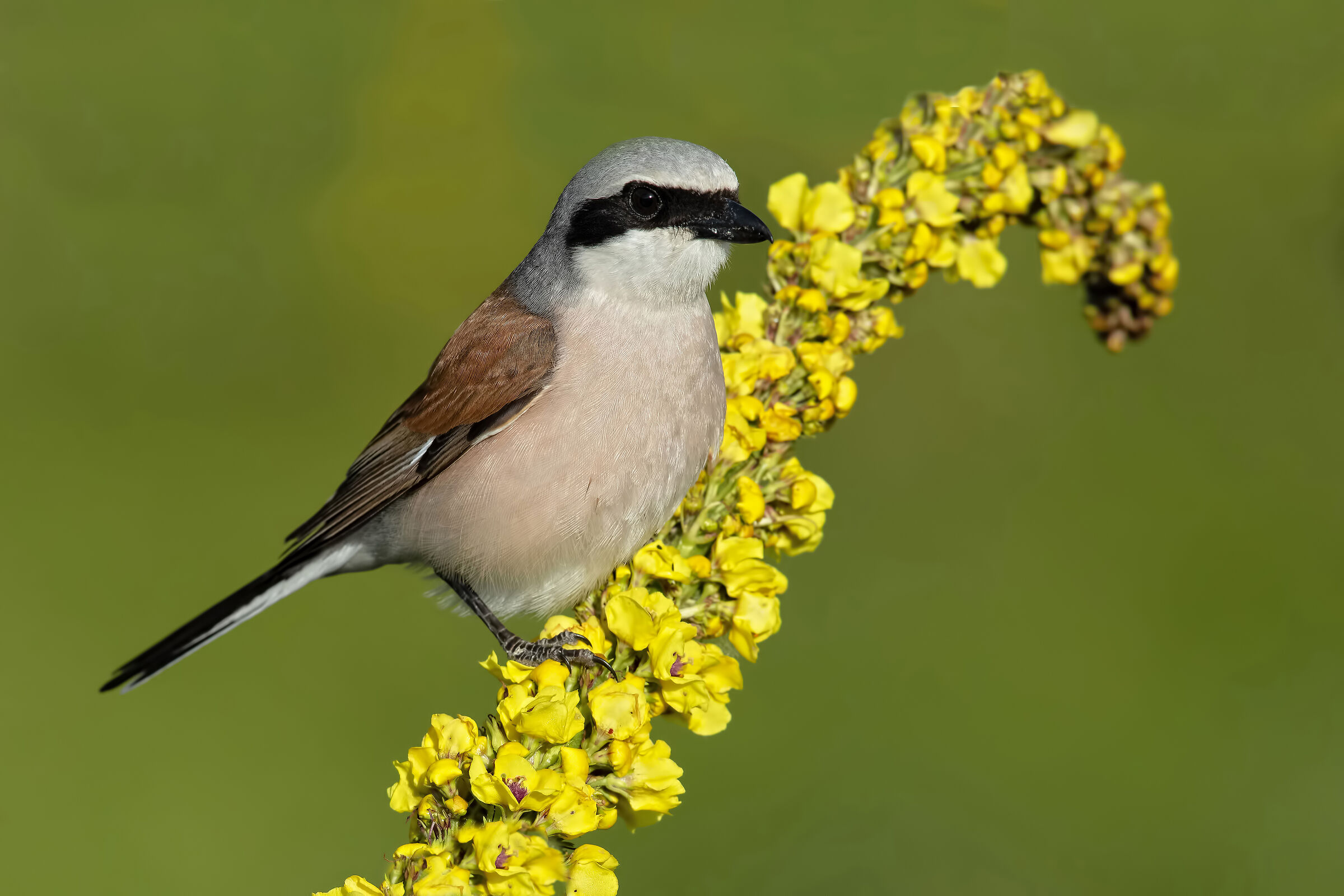 Averla piccola su verbasco