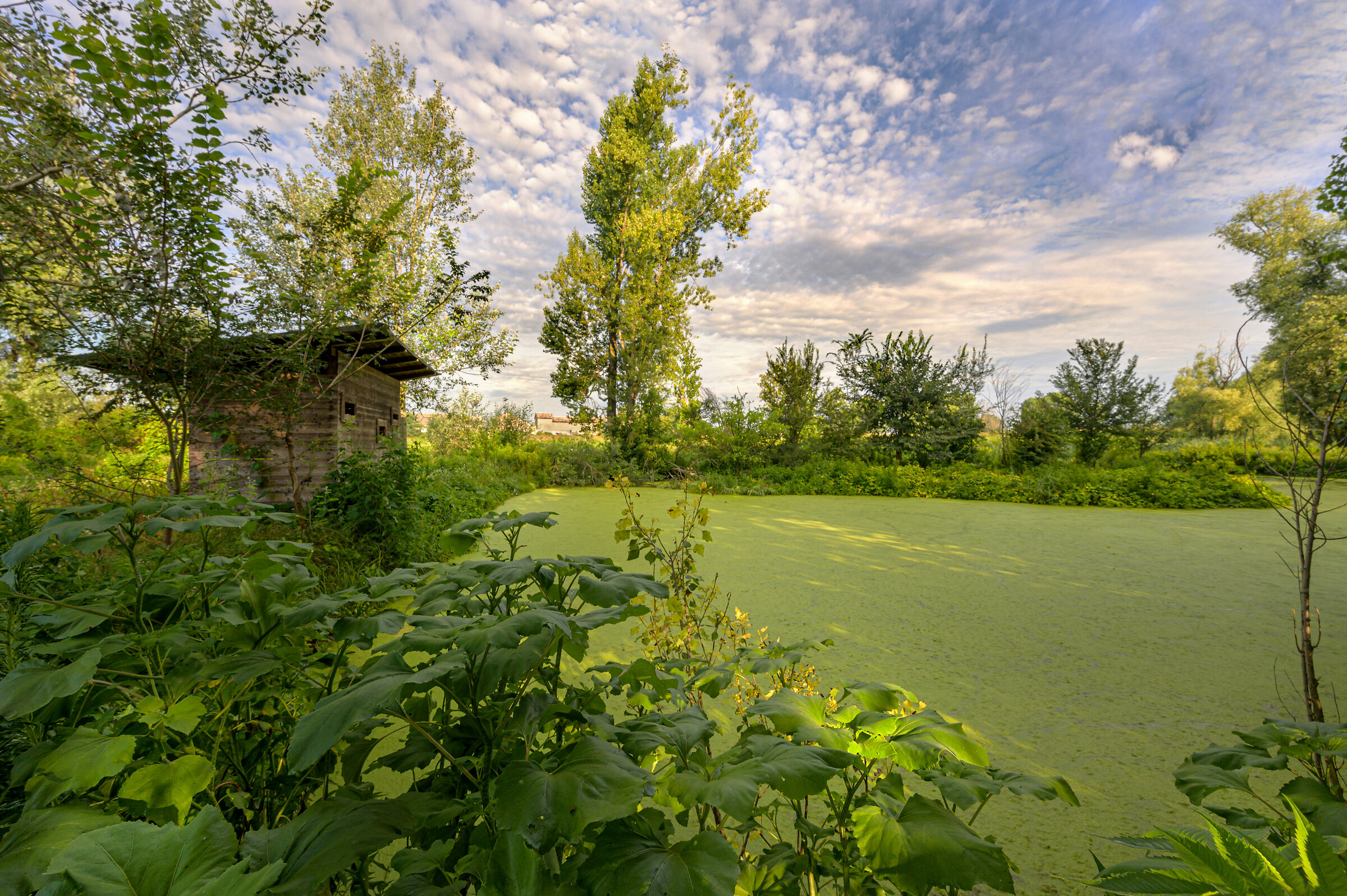 Green, New10