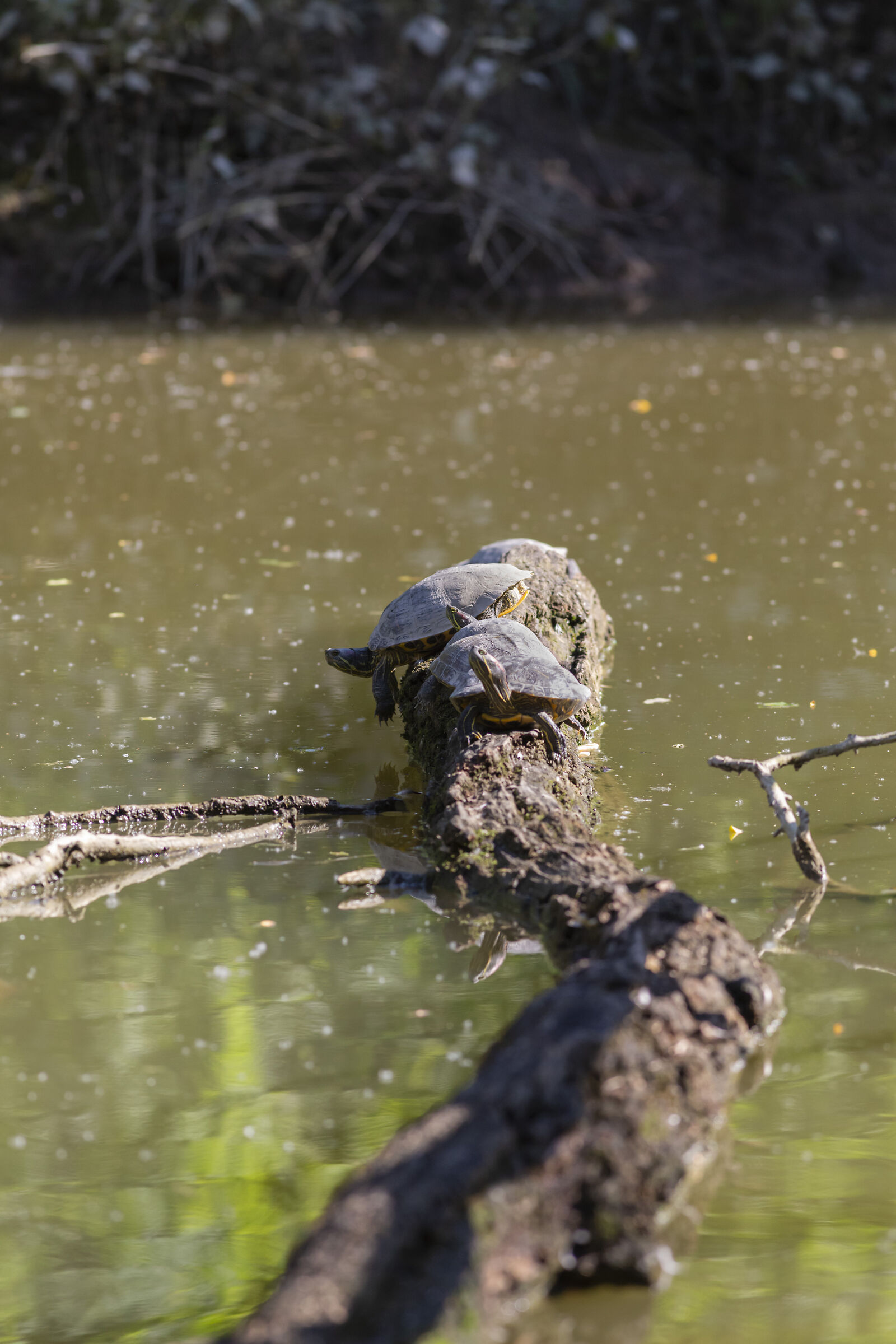 Turtles in Indian row