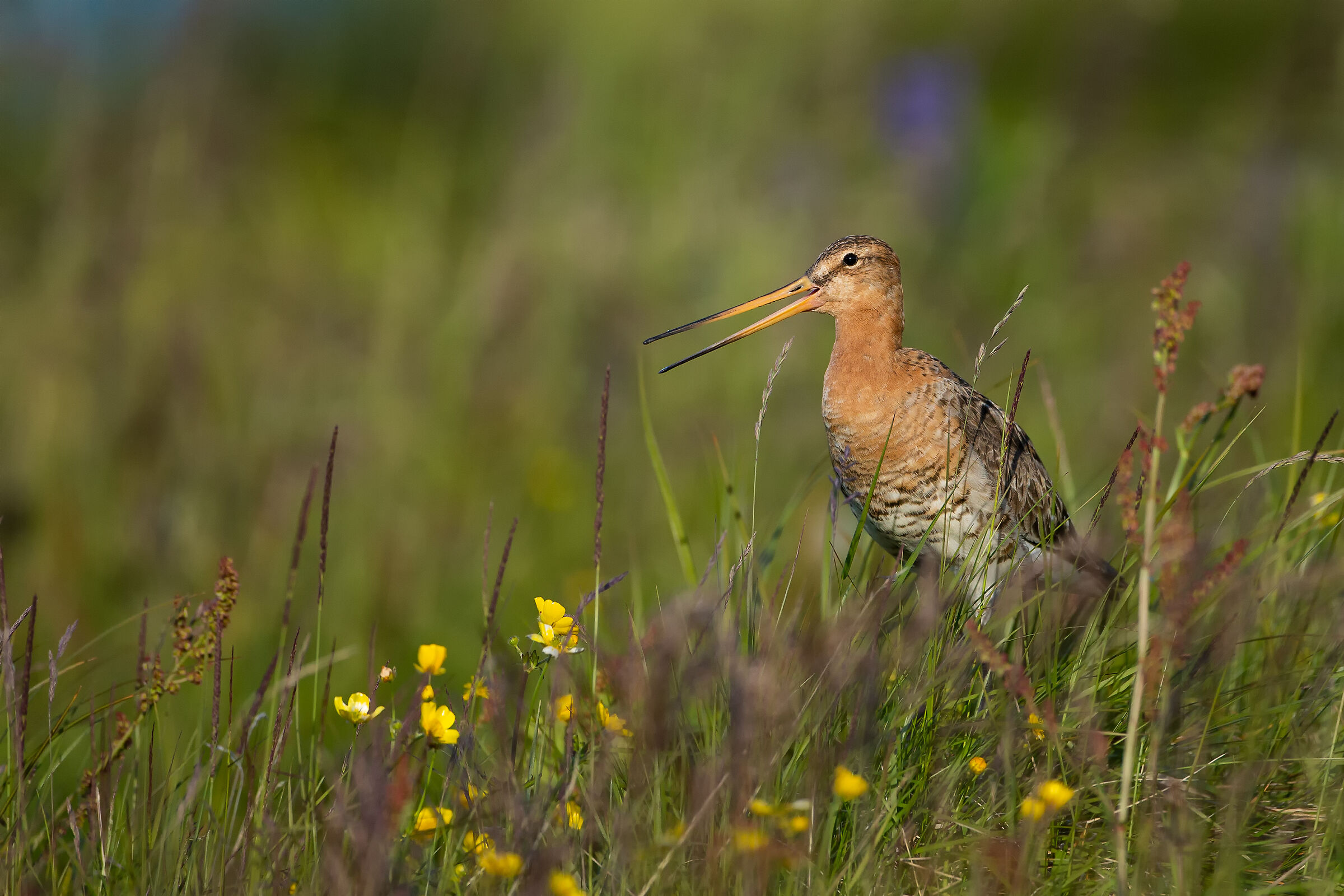 Limosa limosa (Black-tailed godwit)