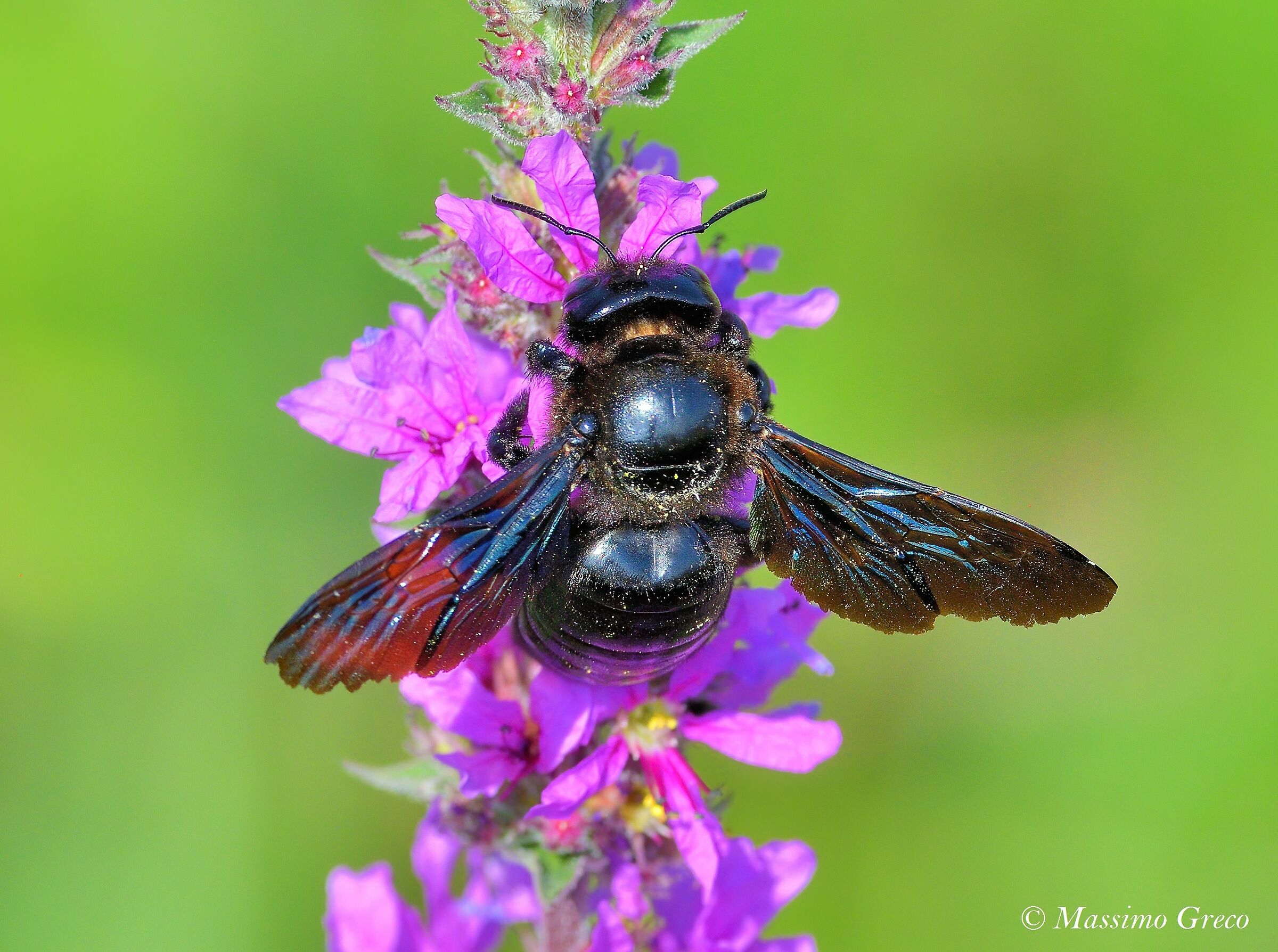 Ape legnaiola (Xylocopa violacea)