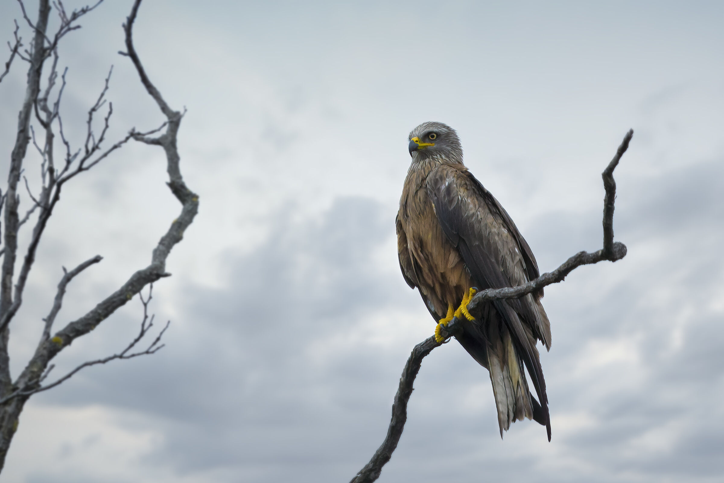 Il riposo del rapace