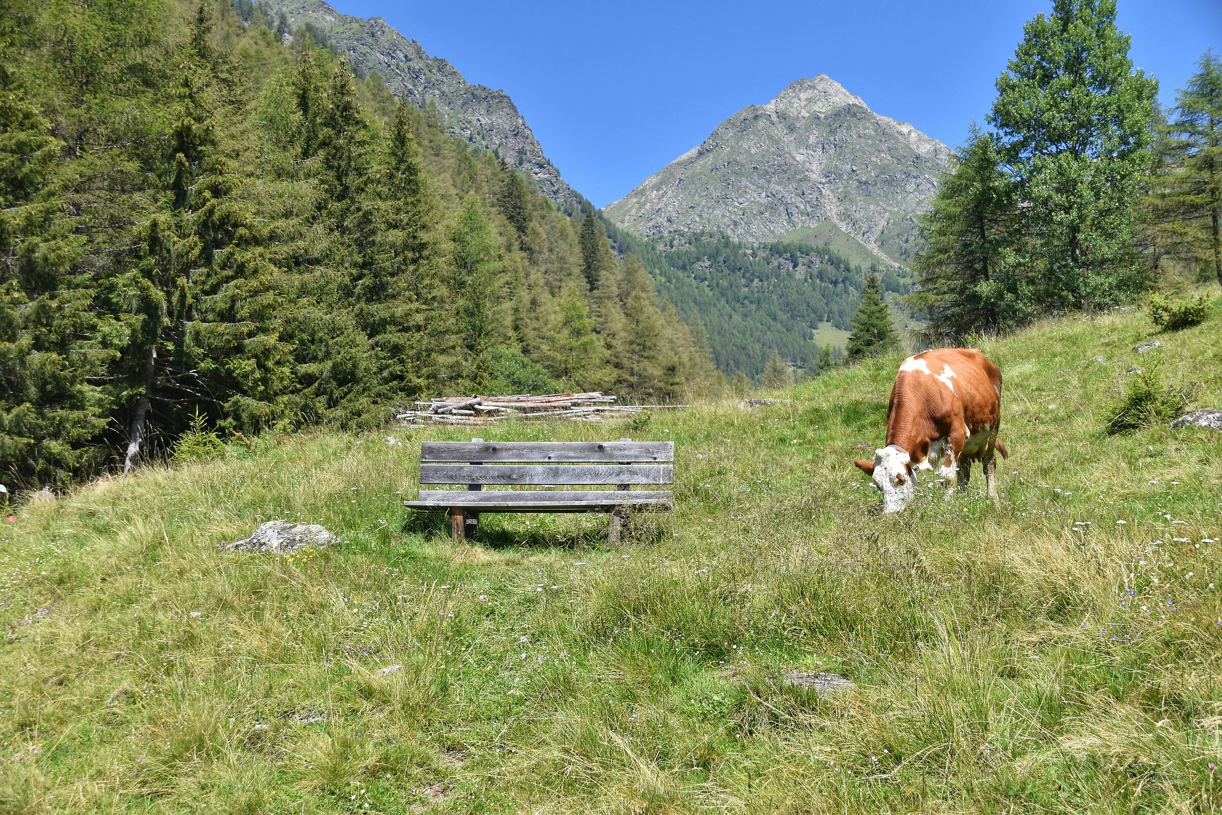 Milka il lilla che invoglia