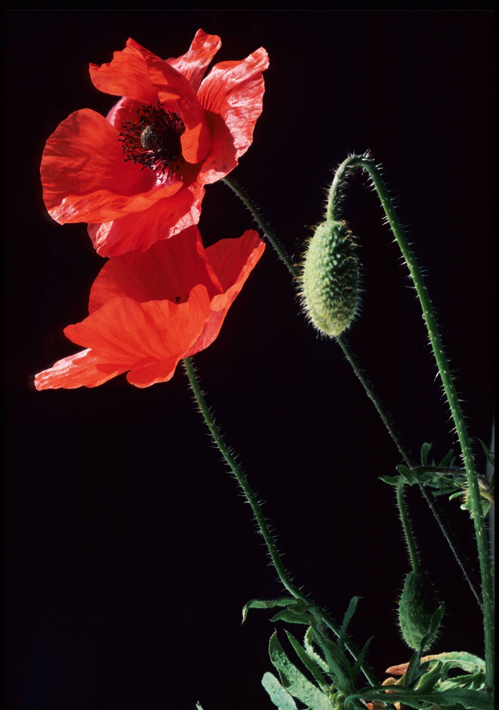 Poppies