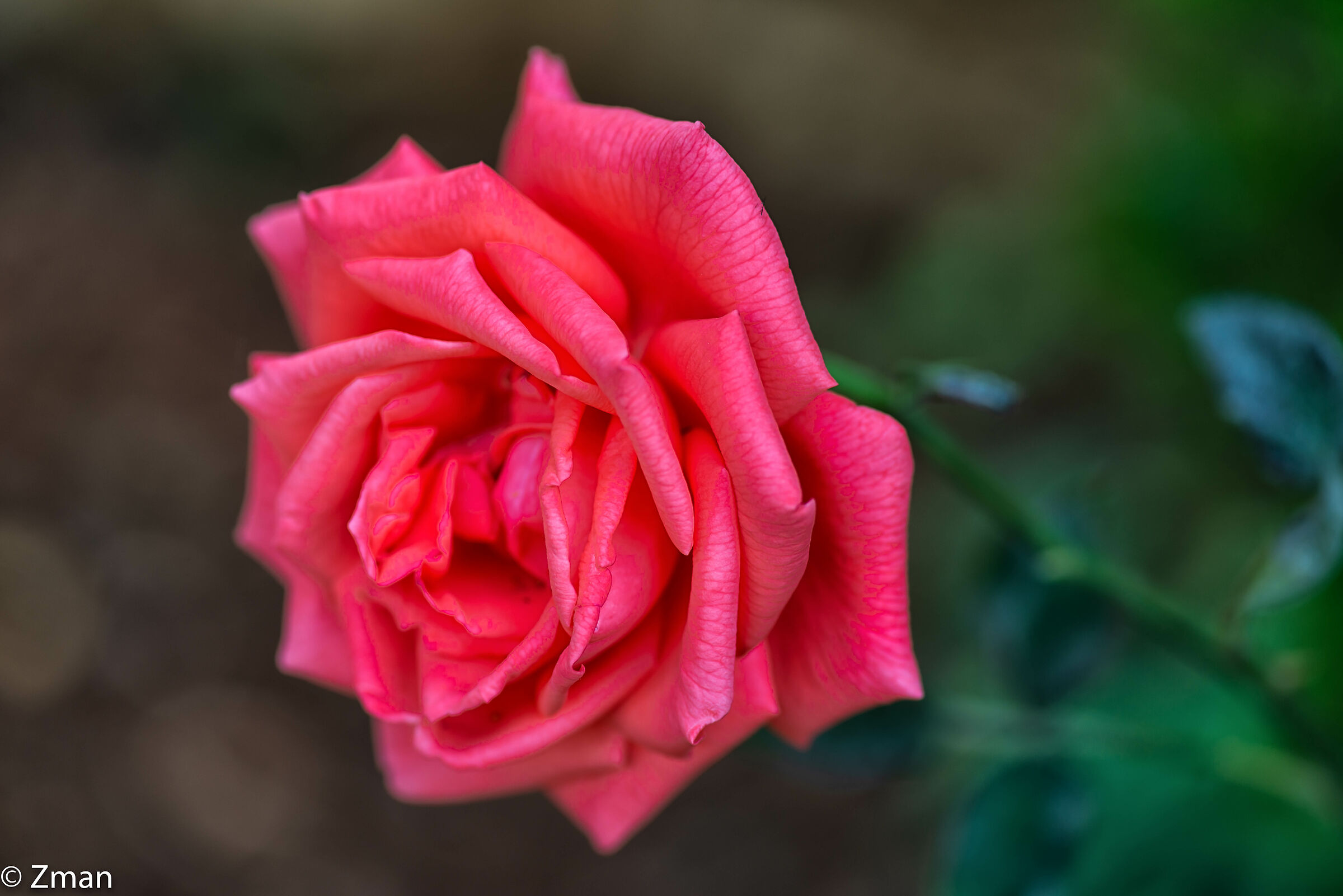 Solo rose