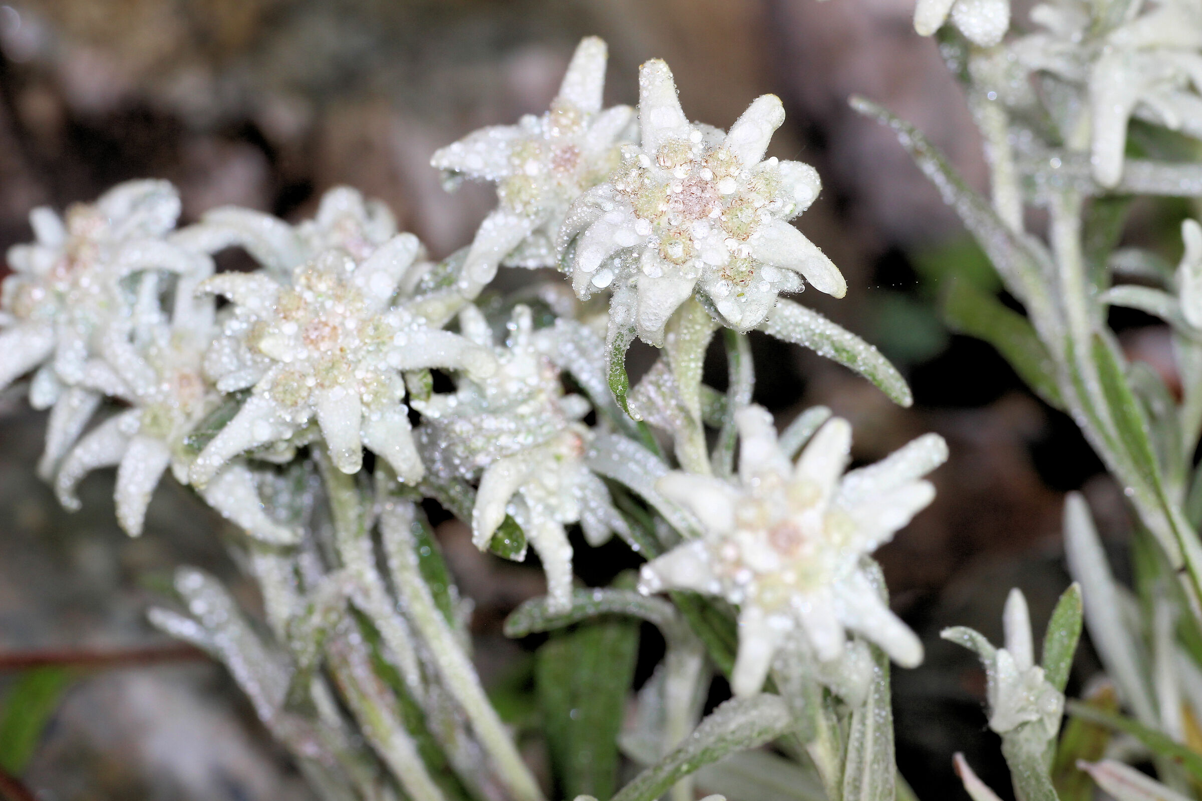 edelweiss