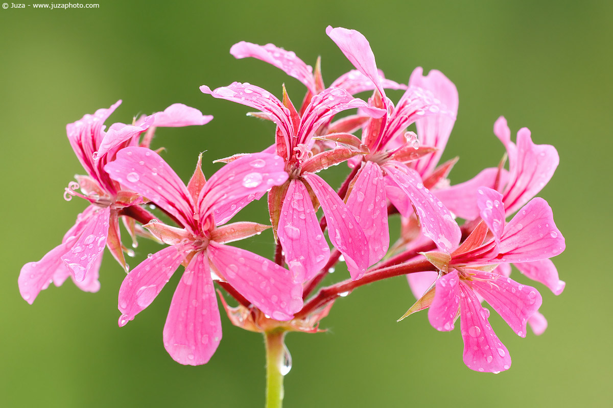 Pelargonium sp., 001761