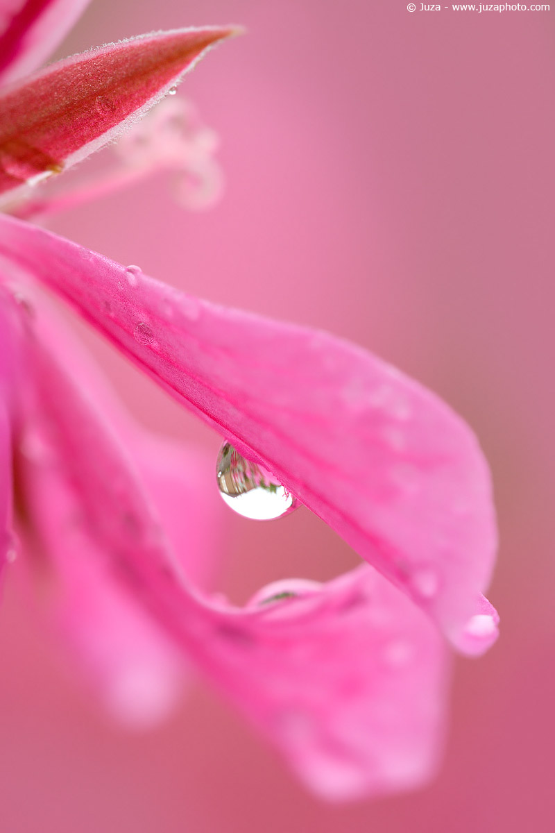 Pelargonium sp., 001762