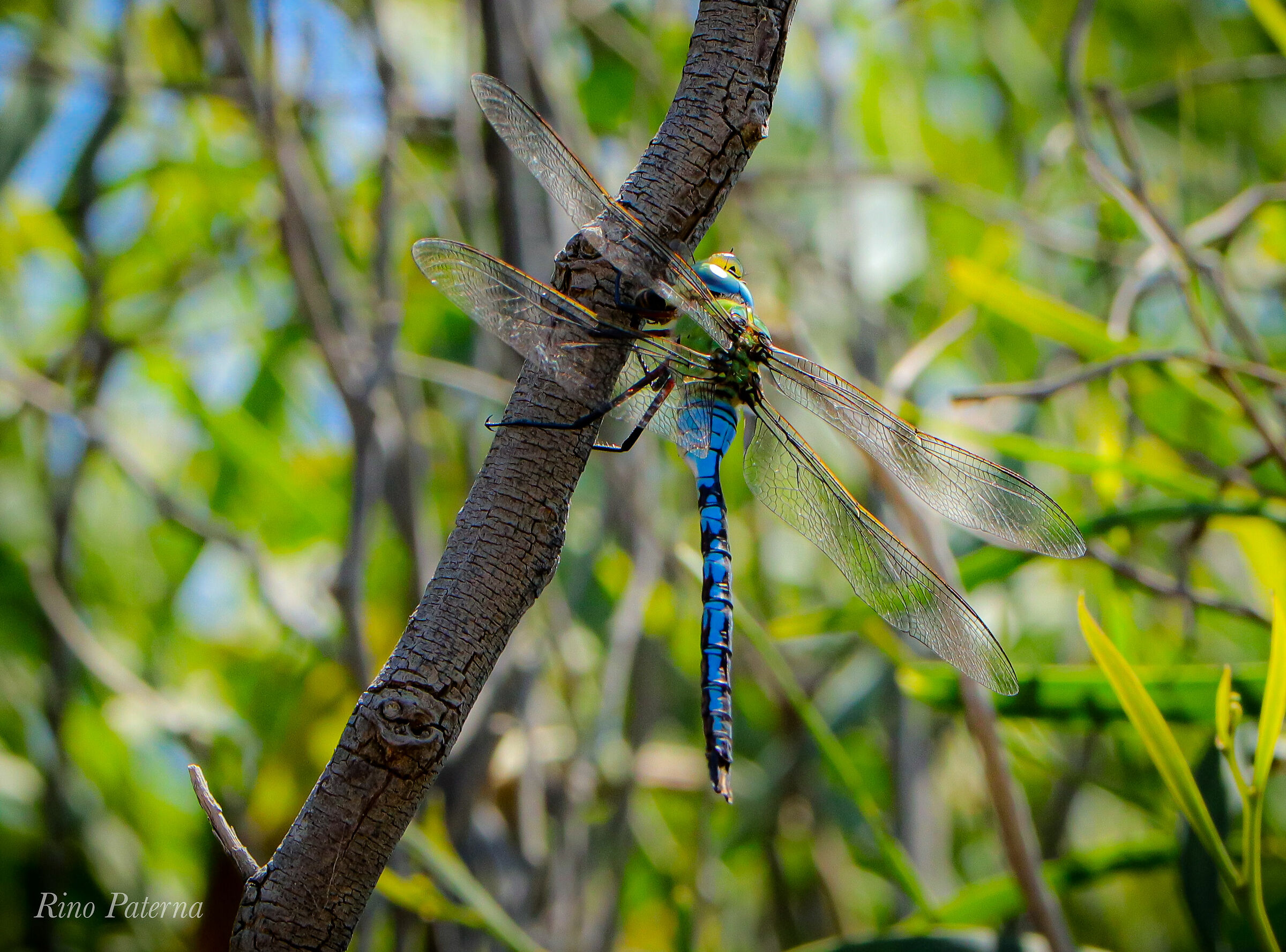 Anax imperatum