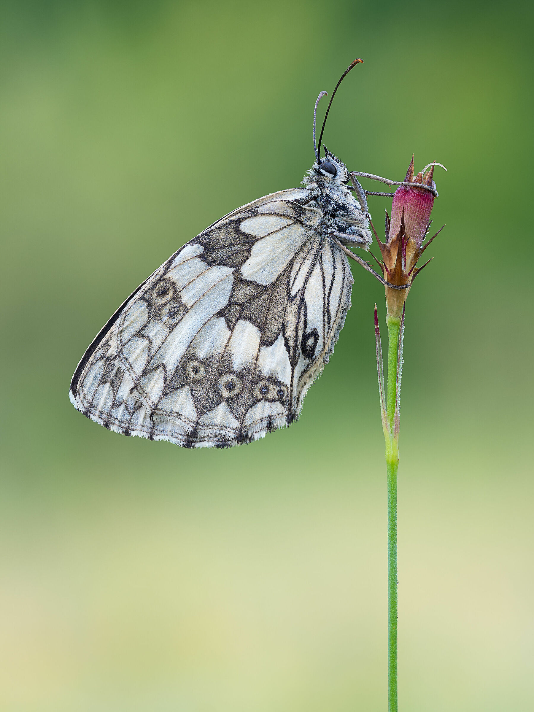 Melanargia galathea