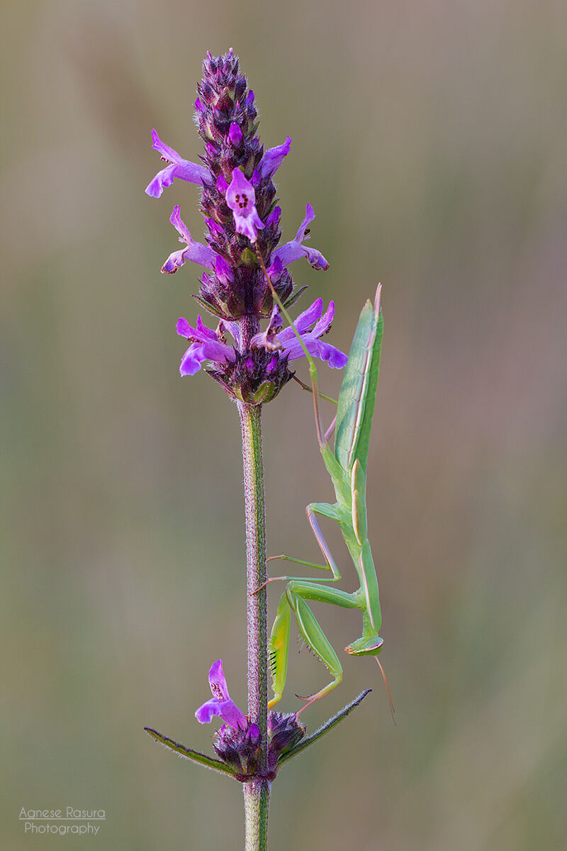 Mantis religiosa