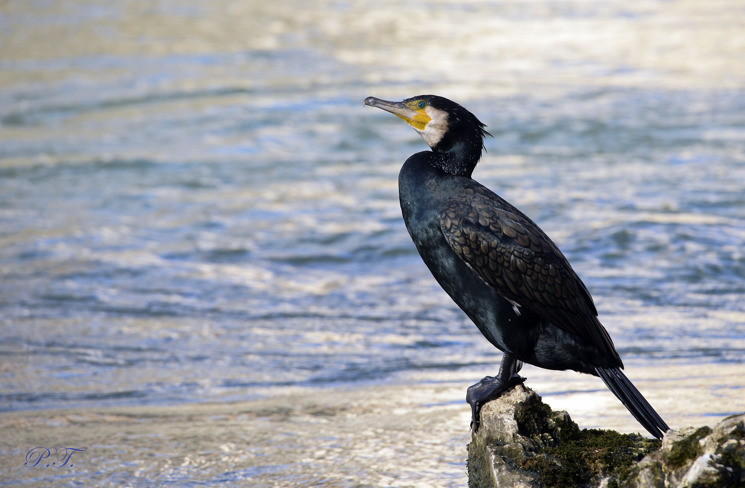 Cormorano