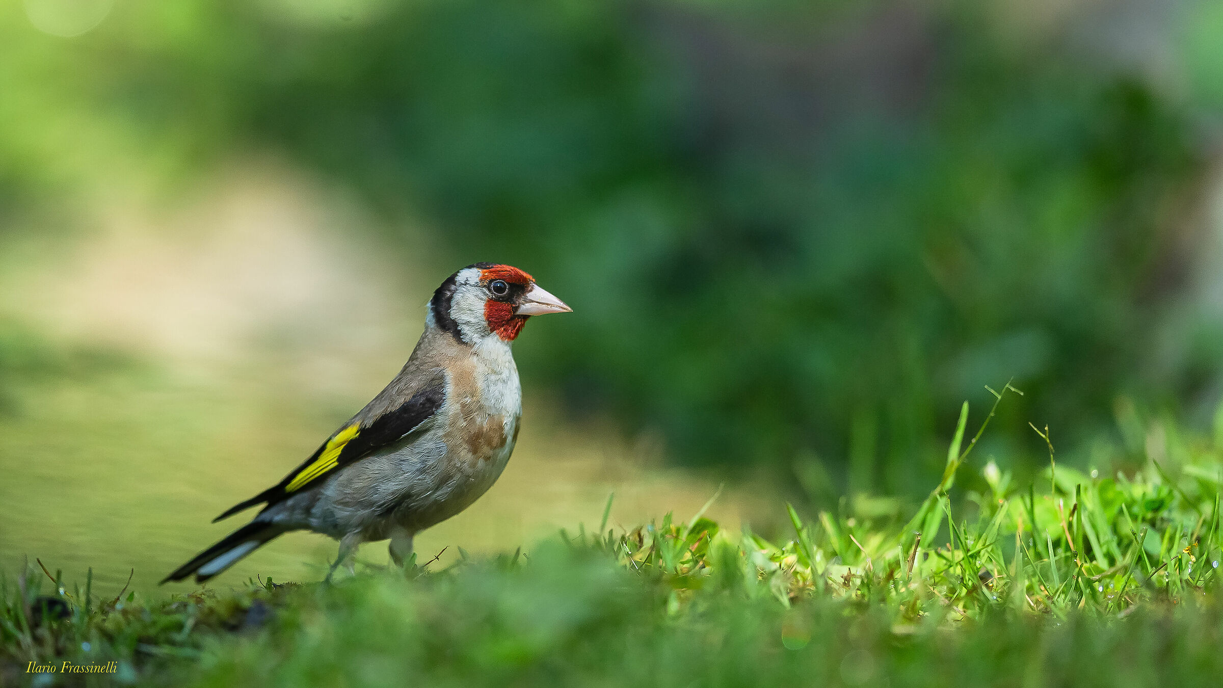 Goldfinch
