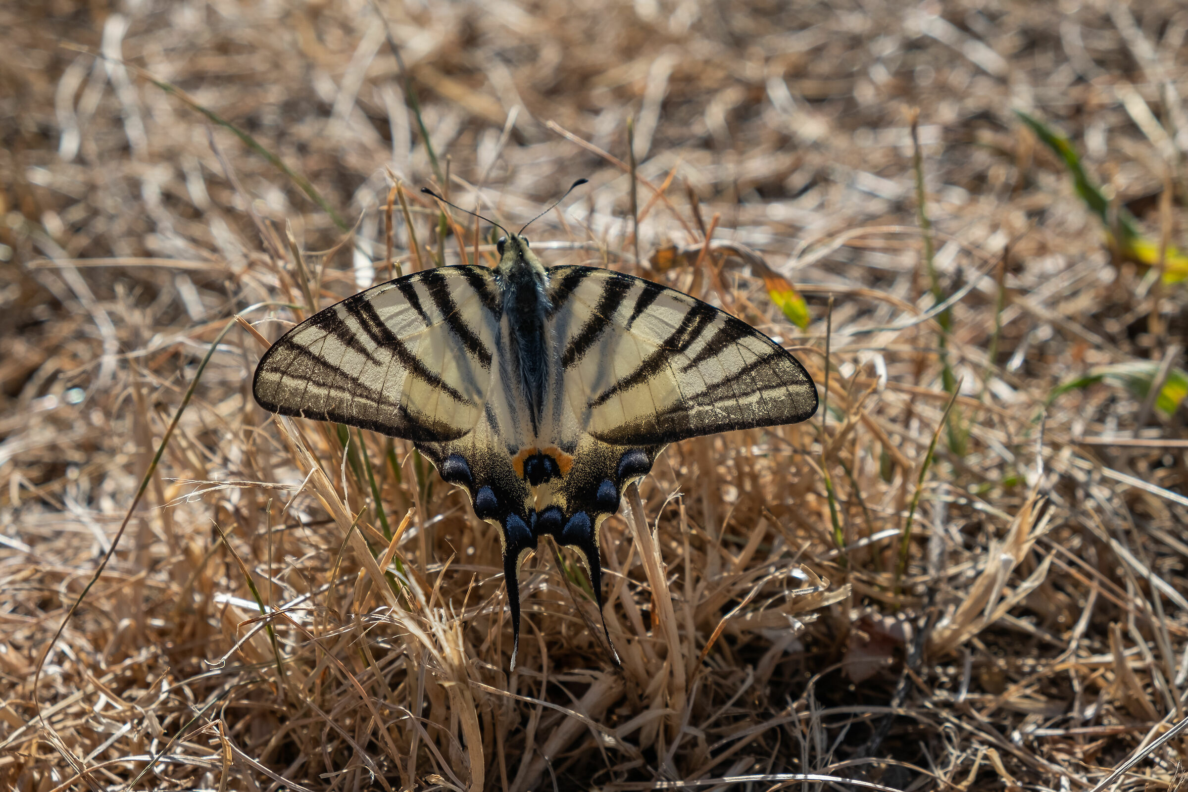 Butterfly in hay!