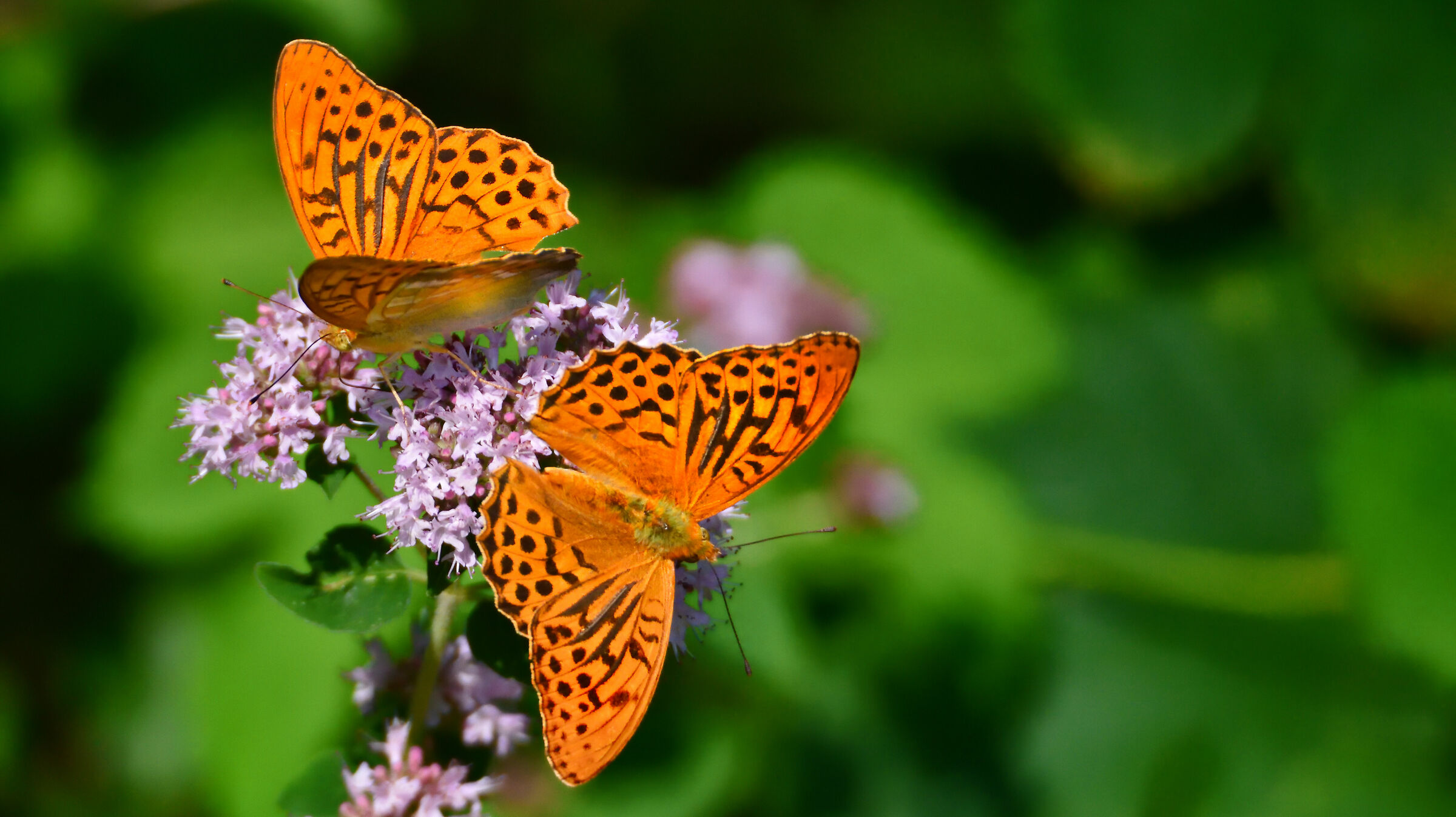 Butterflies