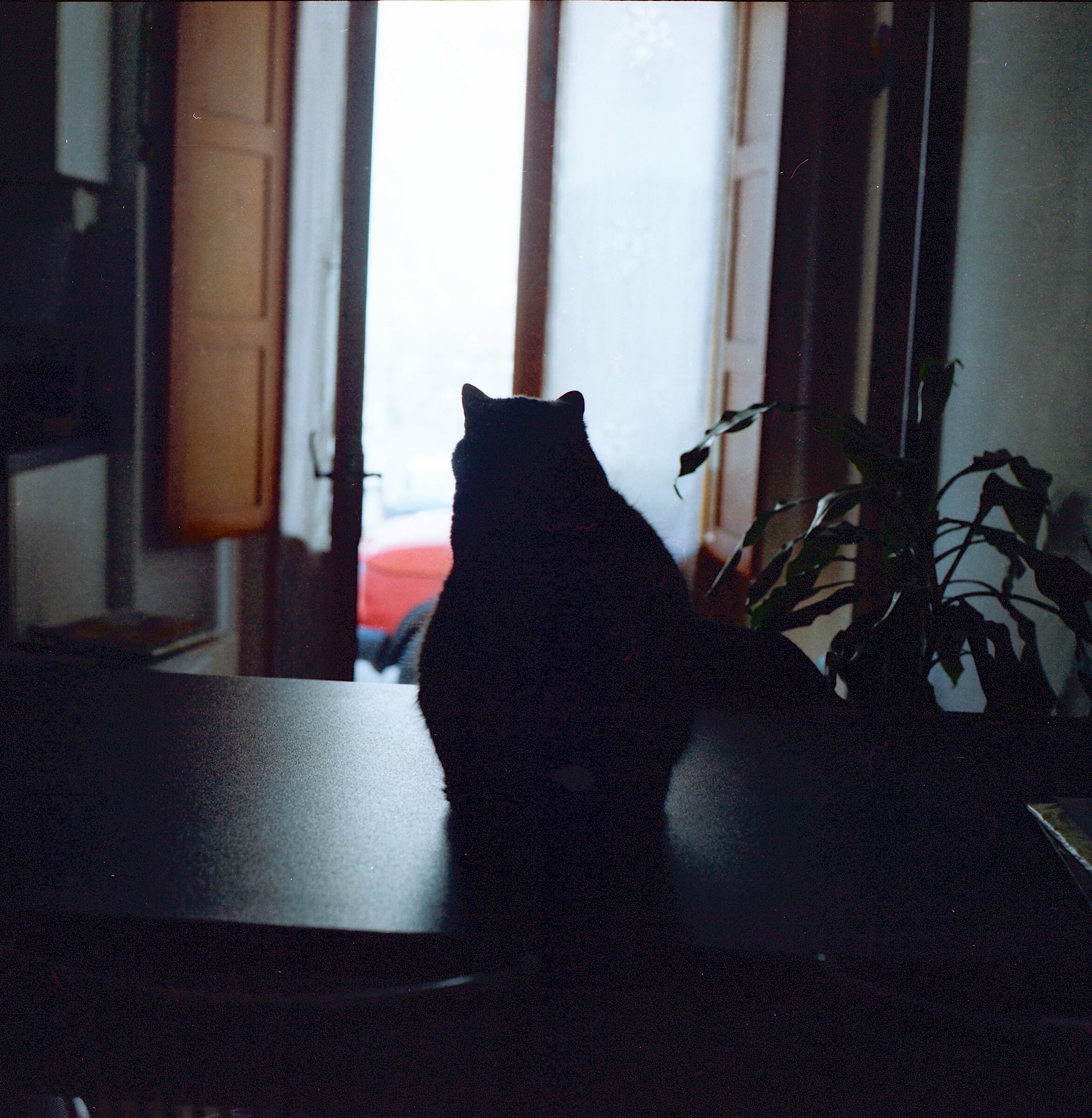 Liù la gattona