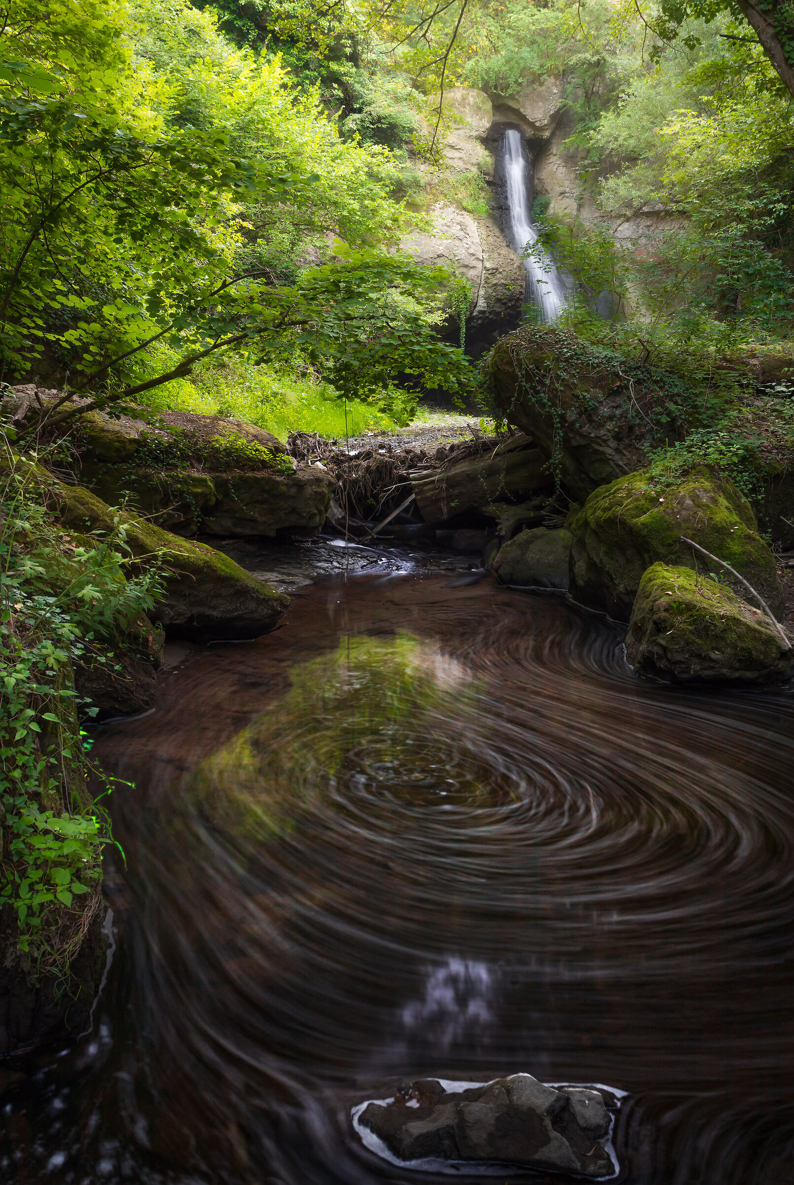 Welcome to my jungle