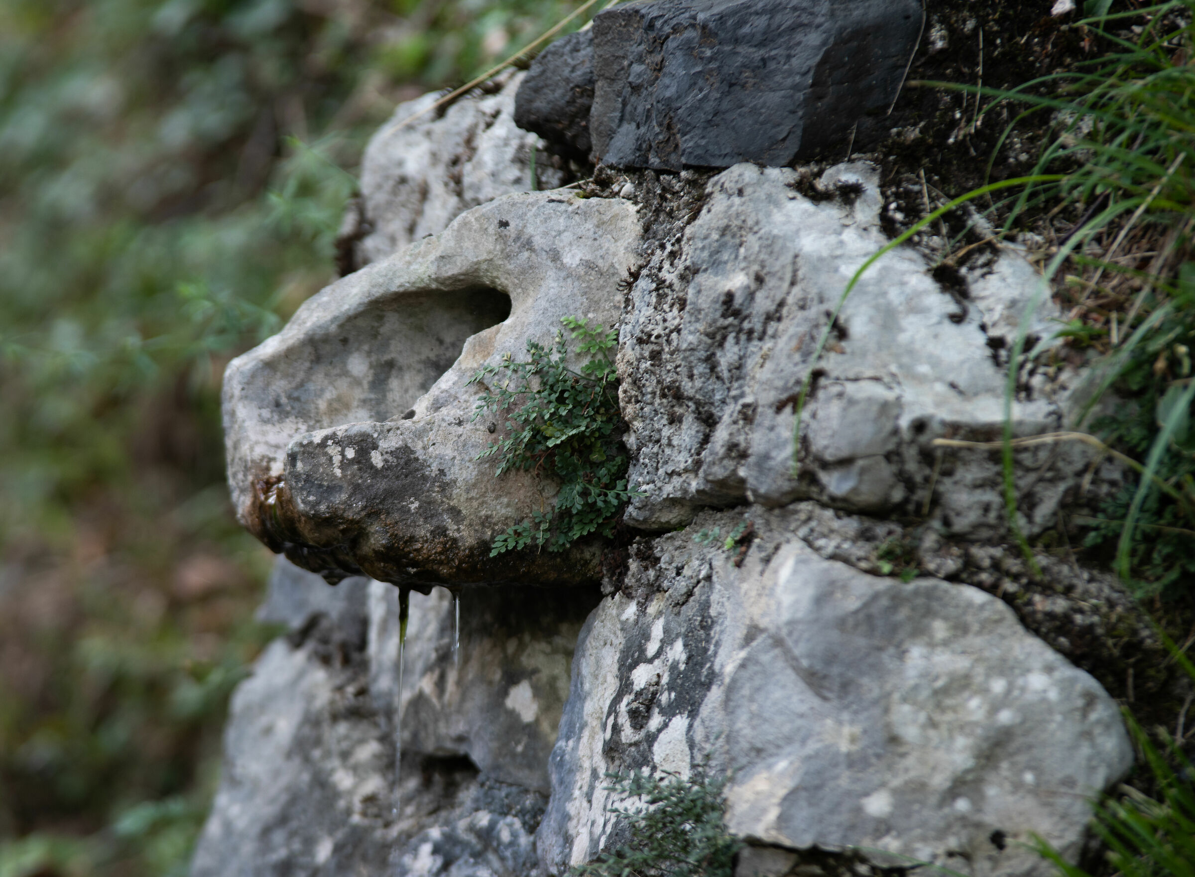 Fontanella nel bosco