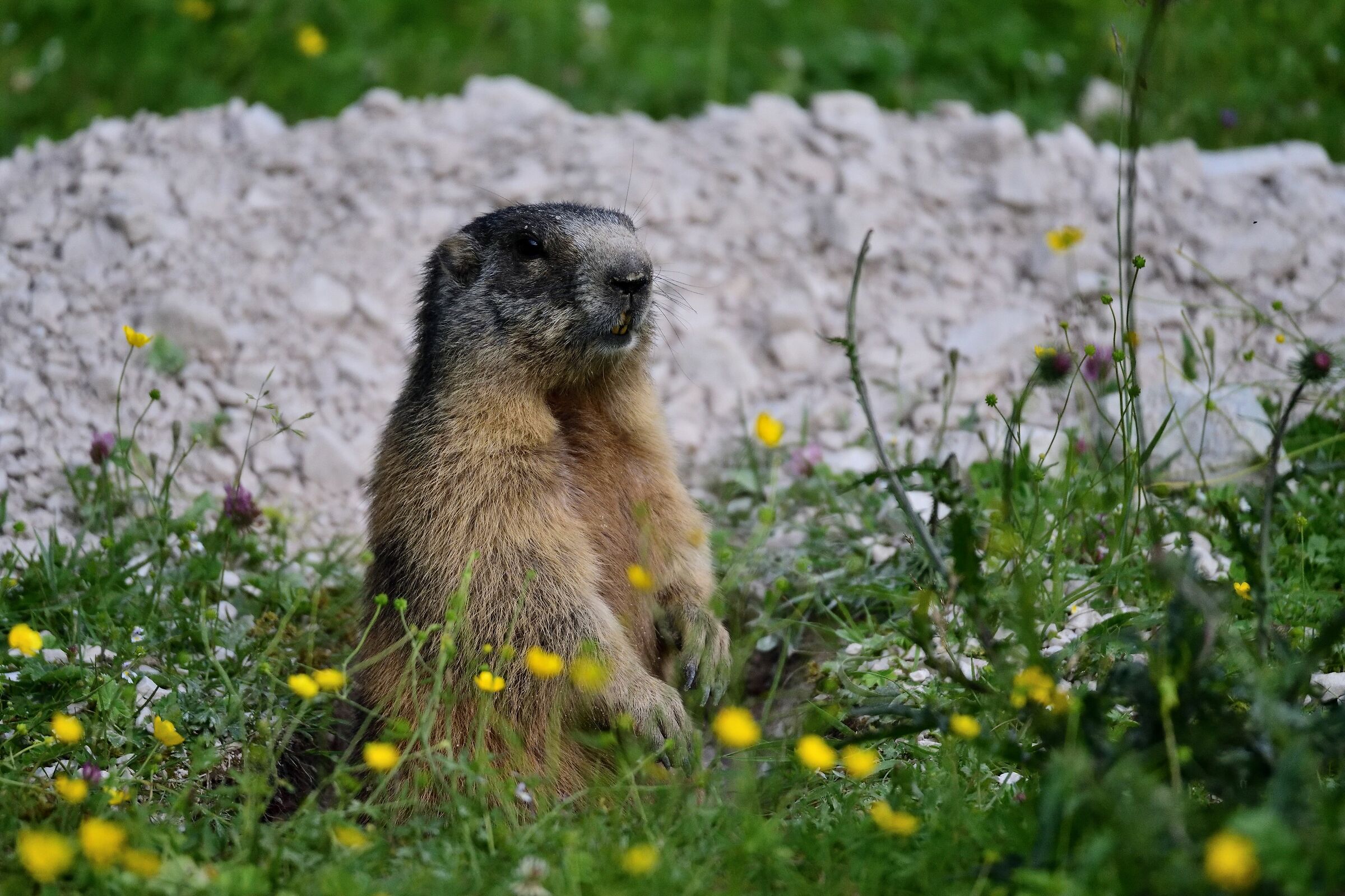 Among the buttercups