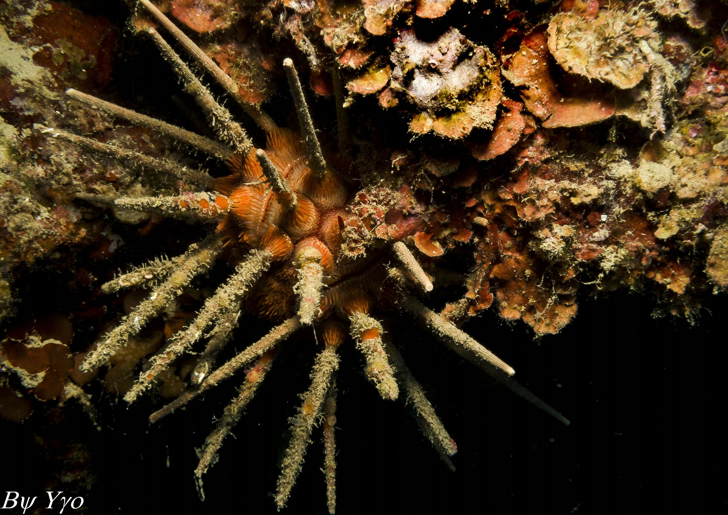 Cidaris cidaris
